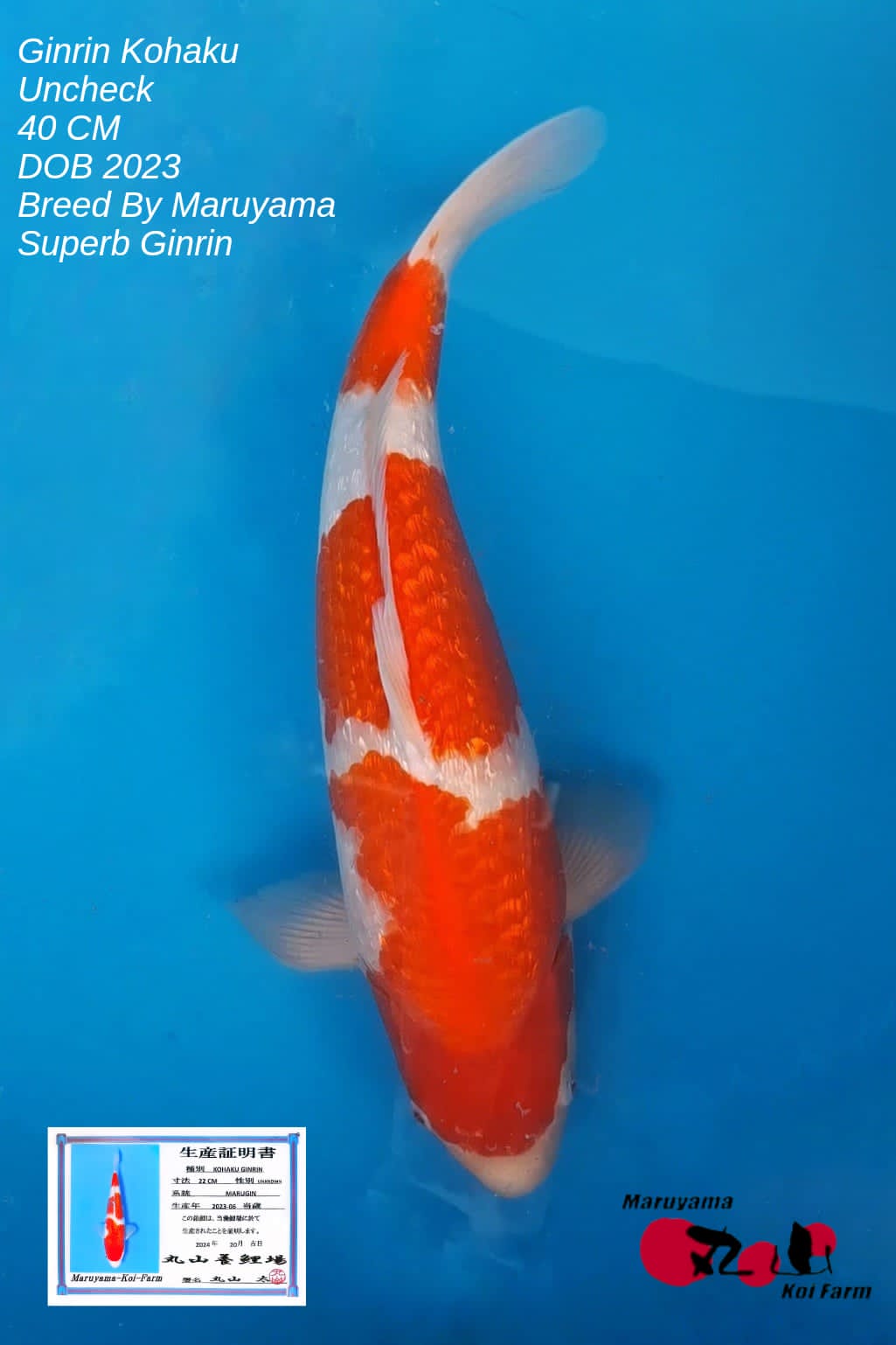 KINGINRIN KOHAKU MARUYAMA KOI FARM DOB 2023 UNKNOWN LOKASI IKAN DI SALATIGA 40cm