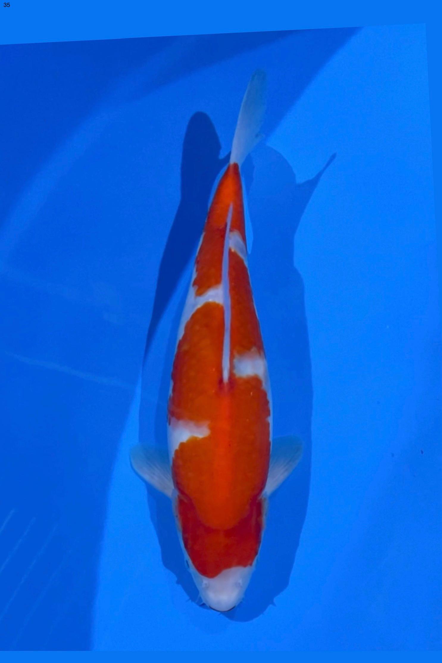 KOHAKU AKF BLOODLINE 35cm