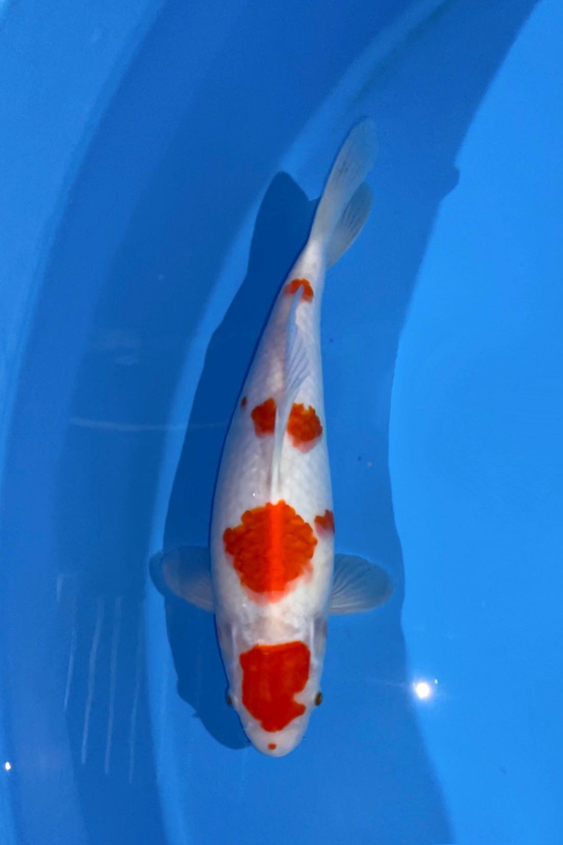 MARUTEN KOHAKU AKF BLOODLINE 35cm