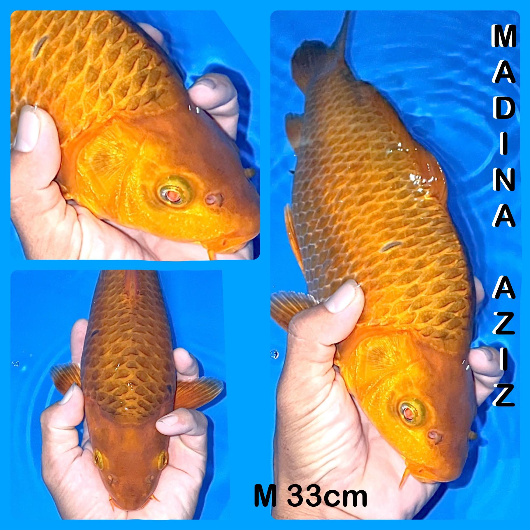 KARAMEL BREEDER MADINA AZIZ 33cm