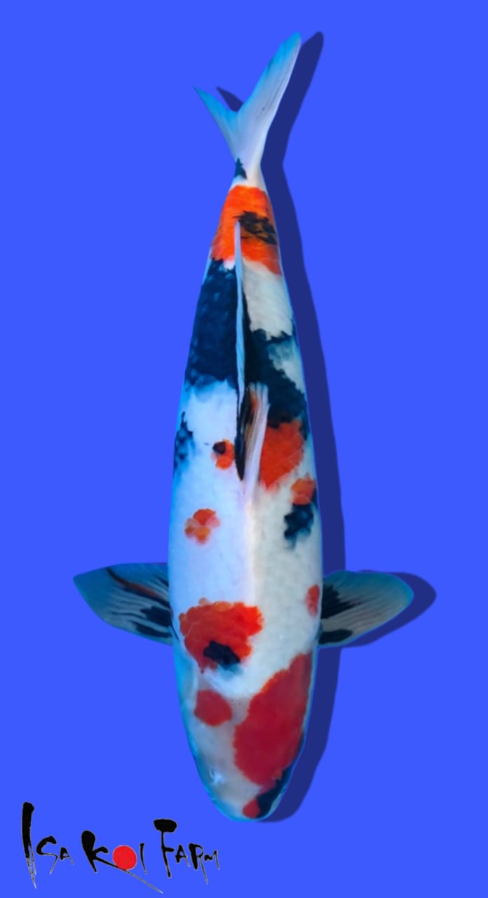 KINDAI SHOWA ISA FARM 46cm