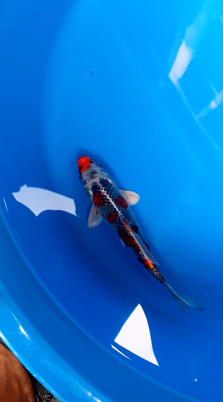GHOSIKI KURO SAKURA SZ 23cm