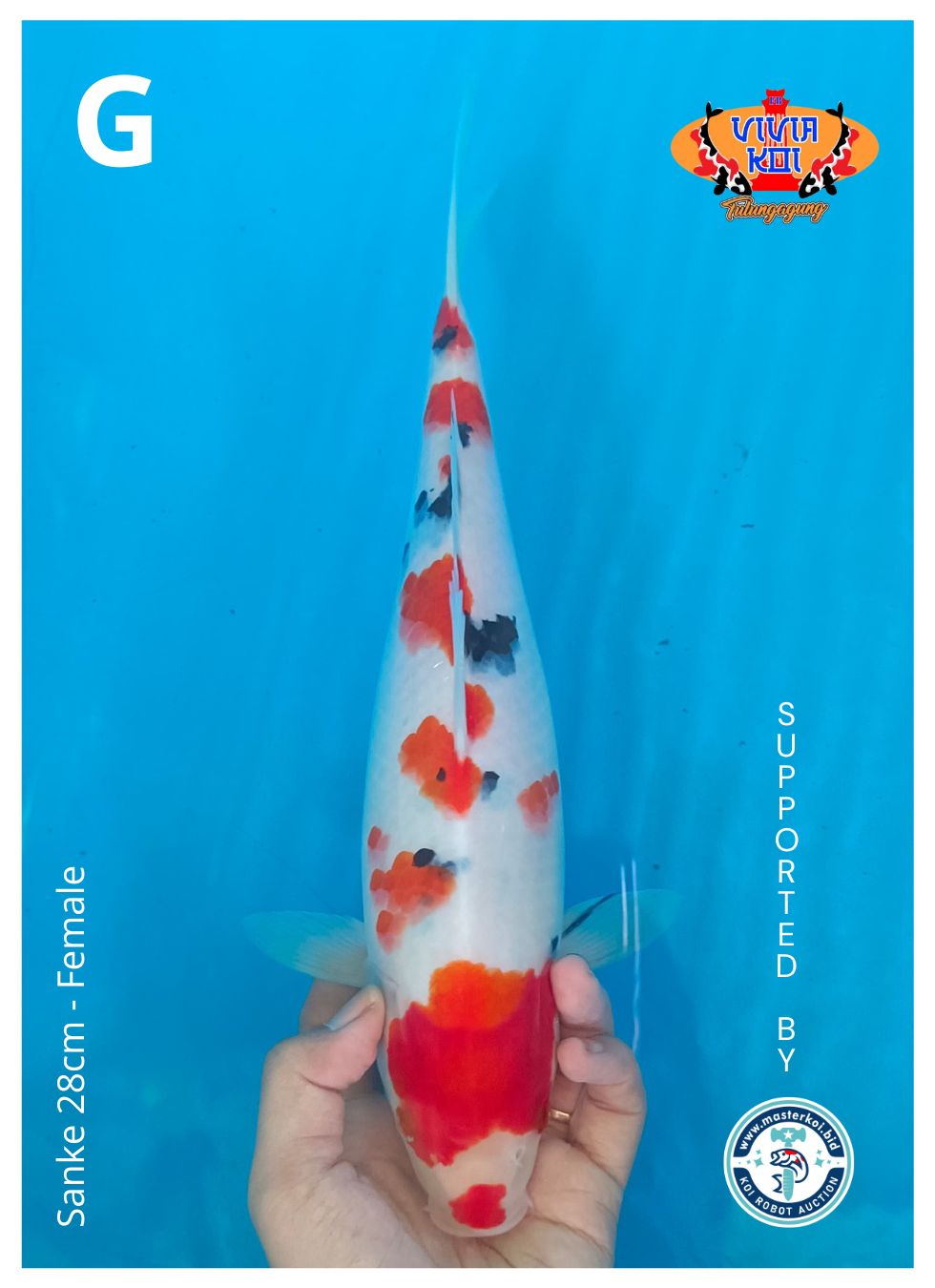 SANKE 28cm