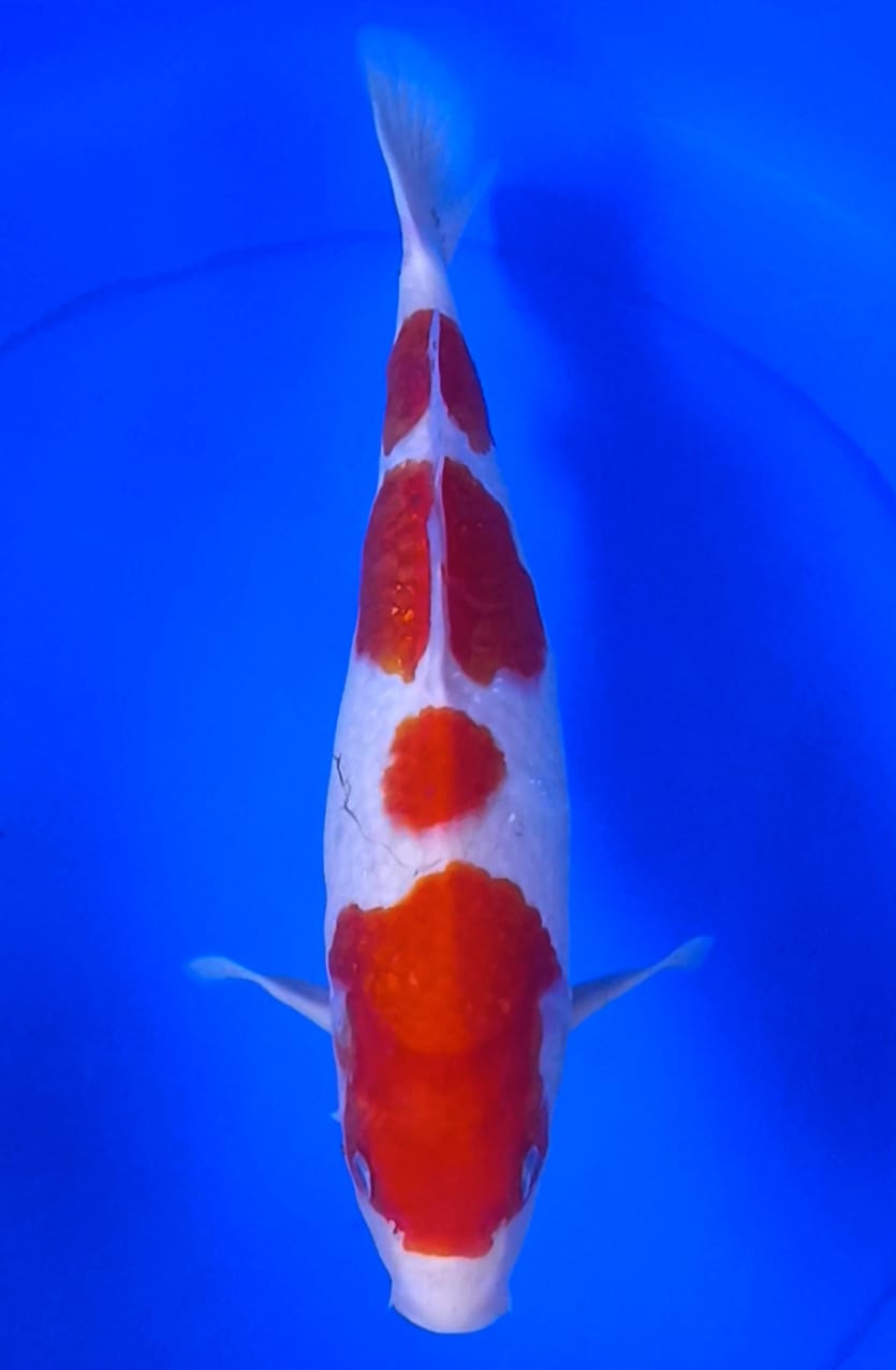 KOHAKU MULUS ORIGINAL UNCHEK 38cm