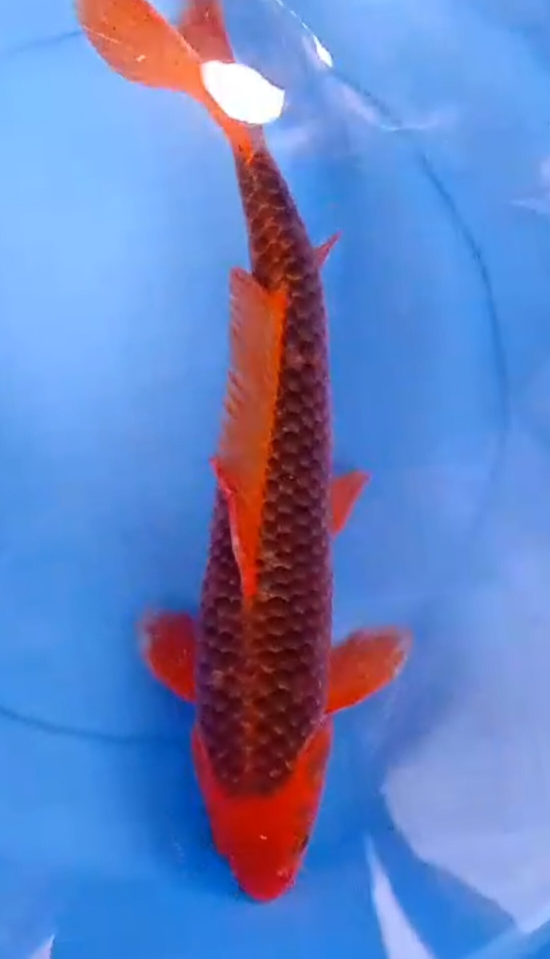 AKAMATSUBA BLODLINE HIROI HIGH QUALITY ISTIMEWA MALE OWNER BLITAR 45cm