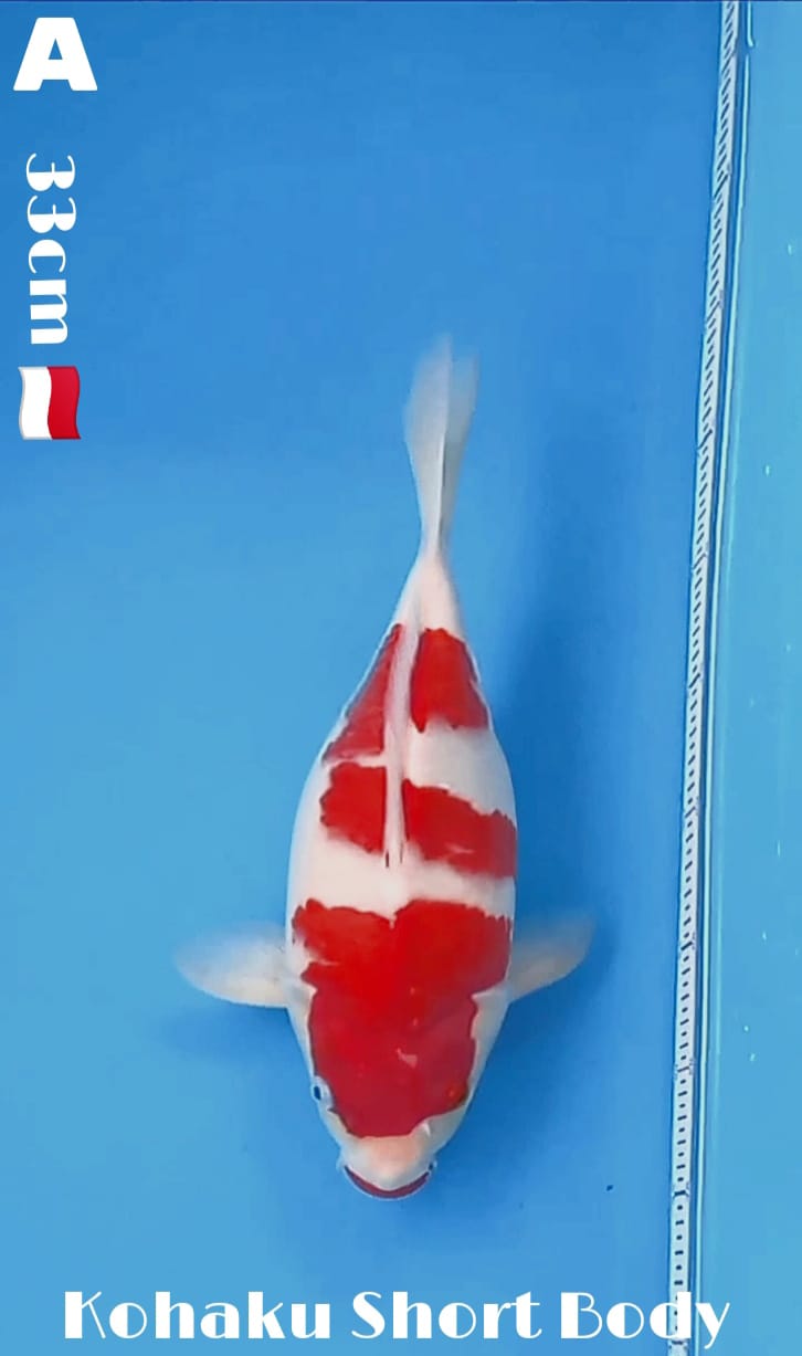 KOHAKU SHORT BODY 33cm