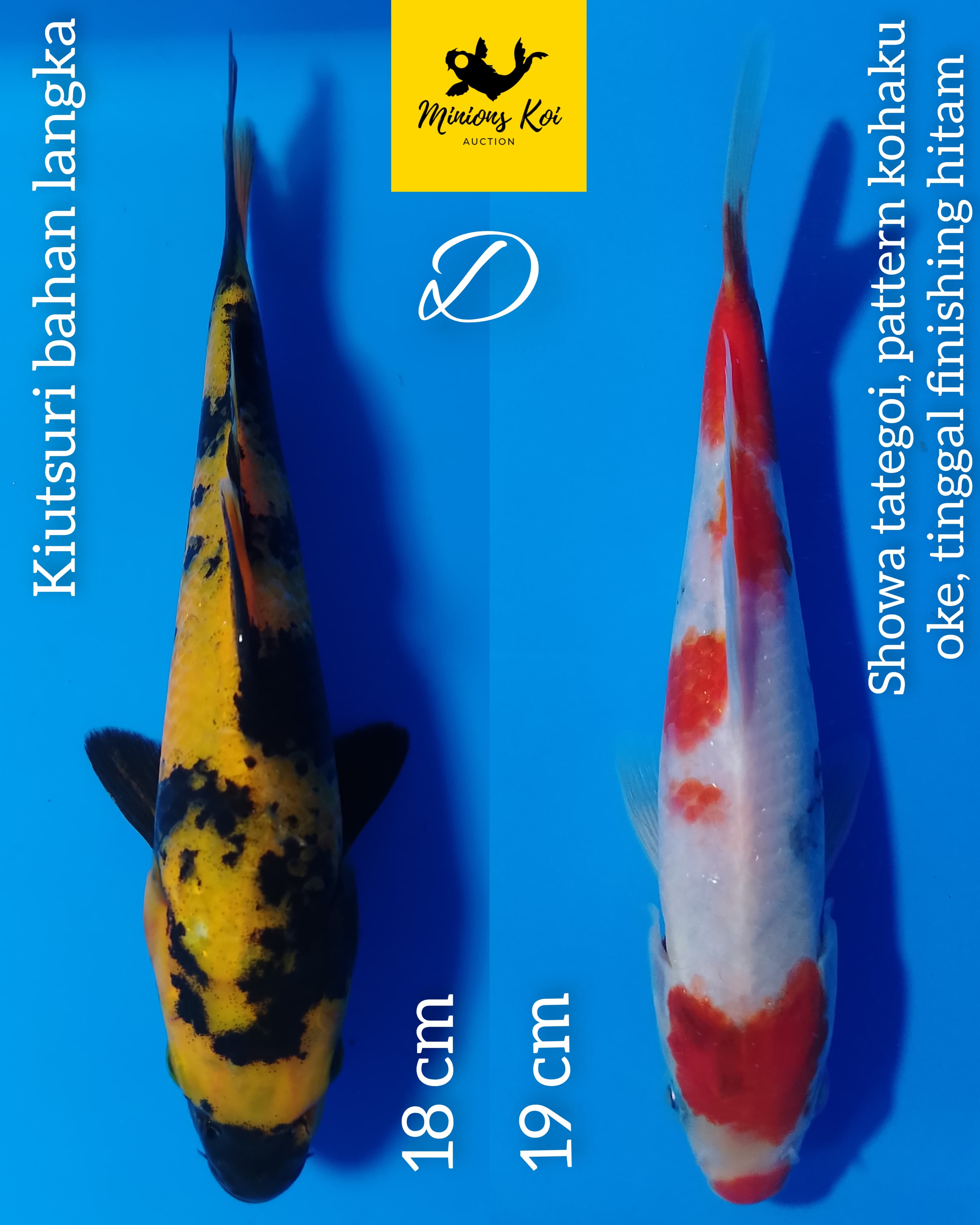 PAKET 2 EKOR KIUTSURI DAN SHOWA TATEGOI 1819cm