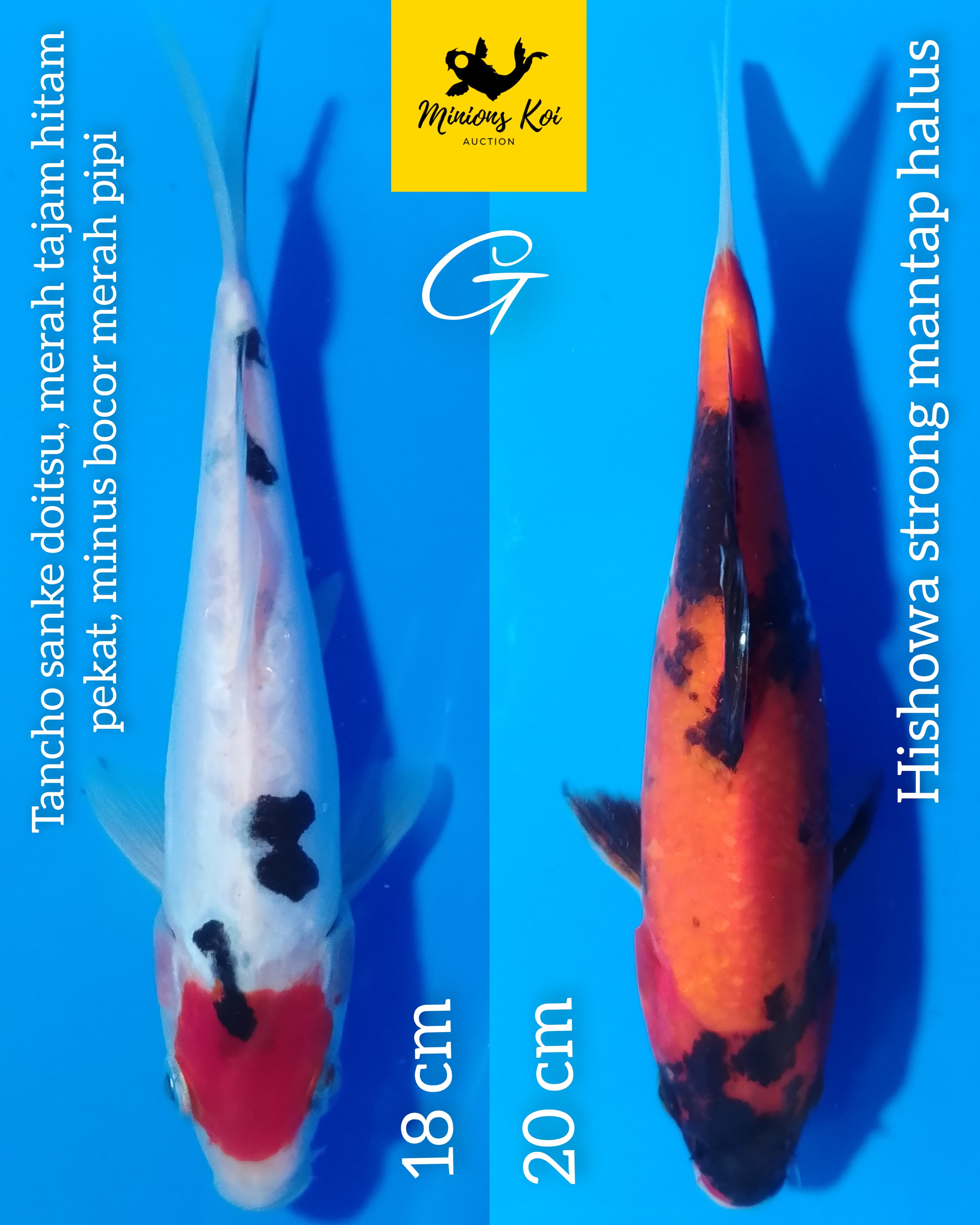 PAKET 2 EKOR TANCHO SANKE DAN HISHOWA 1920cm