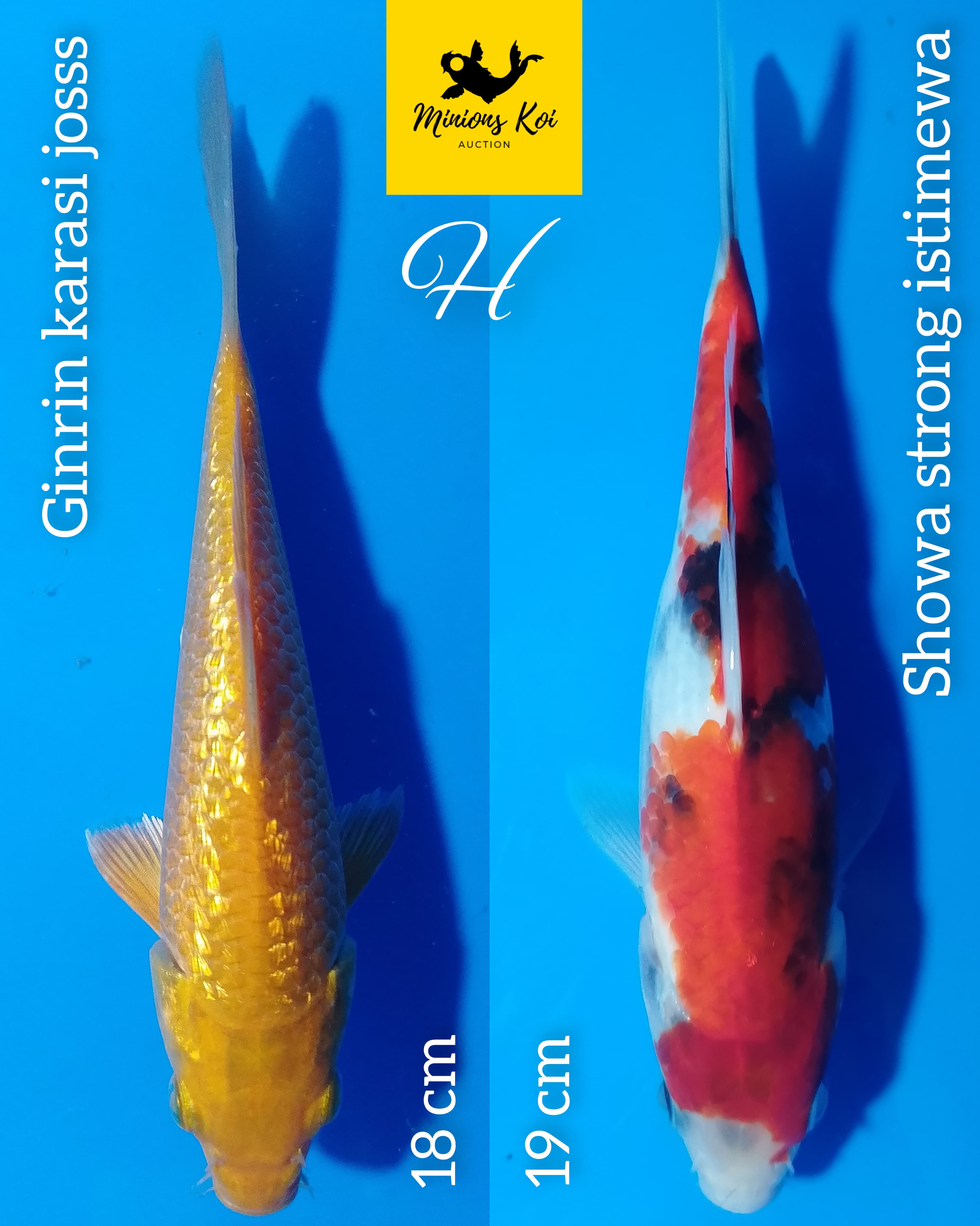 PAKET 2 EKOR GINRIN KARASI DAN SHOWA SANSHOKU STRONG 1819cm