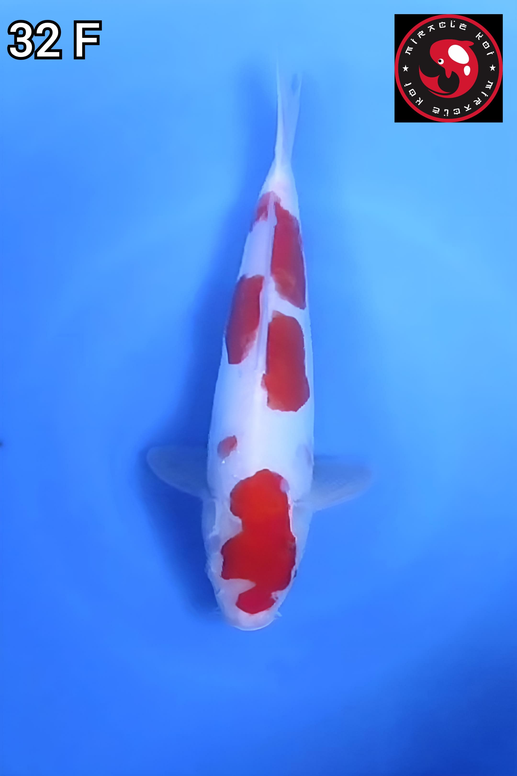 DOITSU ORIGINAL 32cm