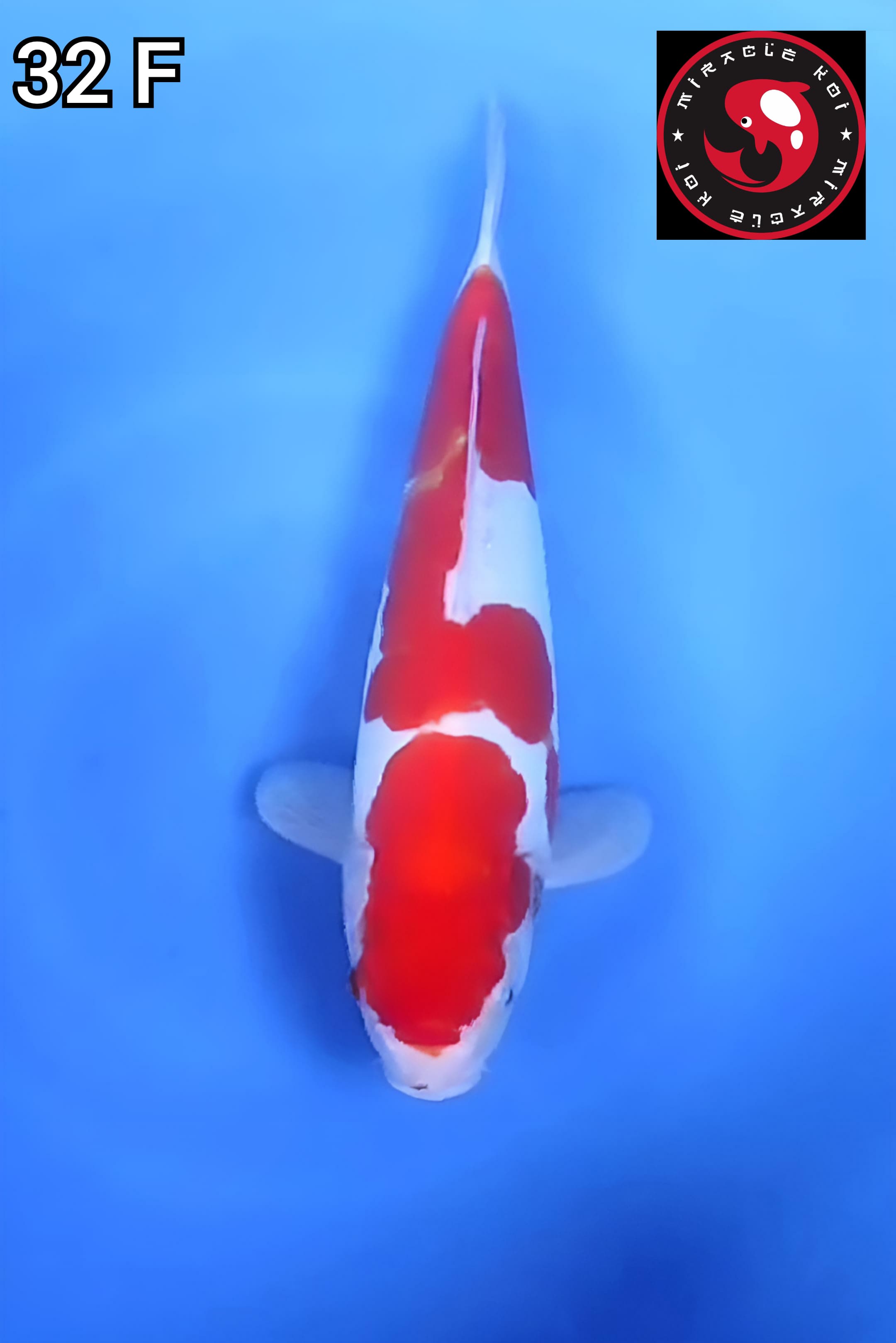 DOITSU MURNI ORIGINAL MANTAP 32cm