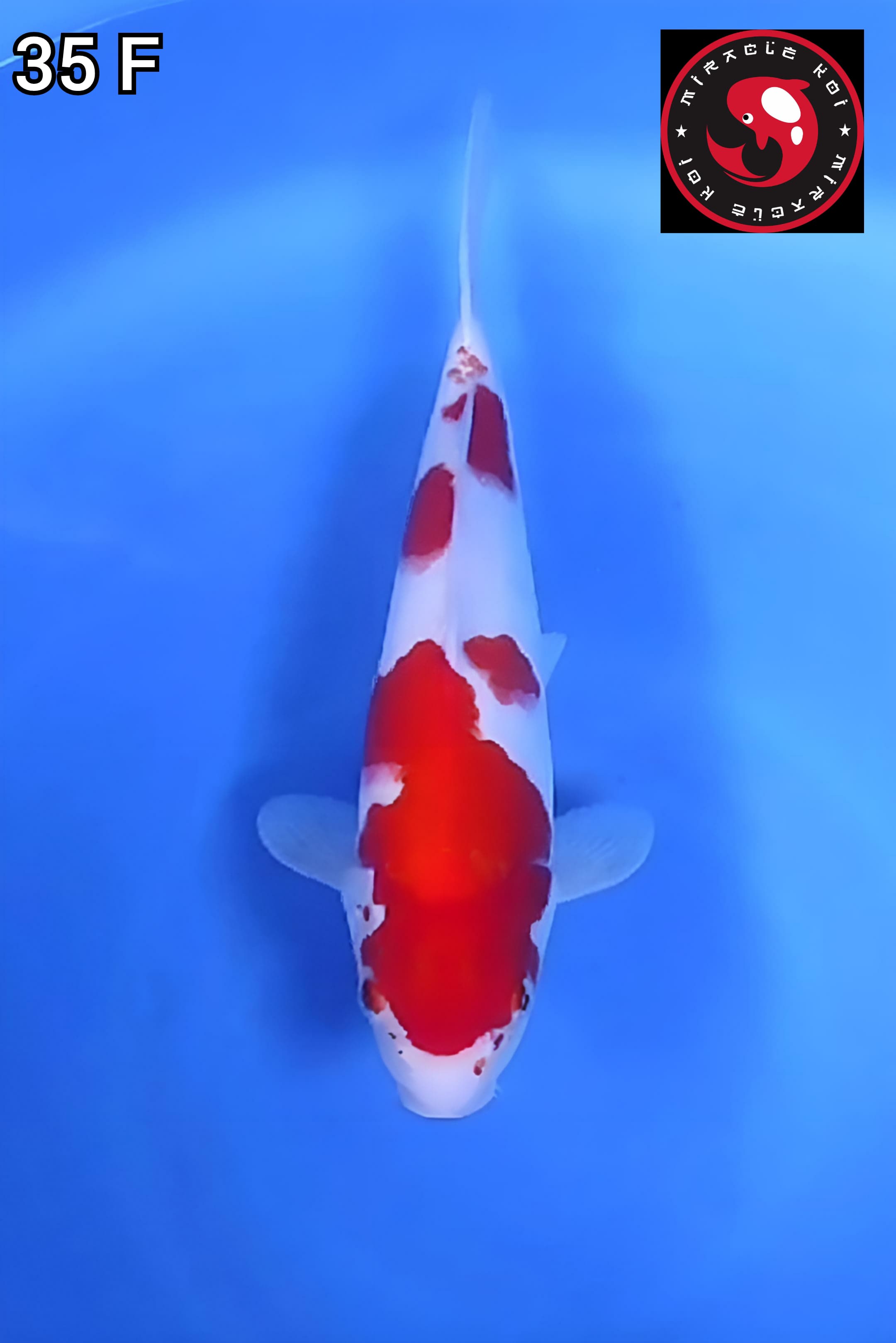 KOHAKU ORIGINAL 35cm