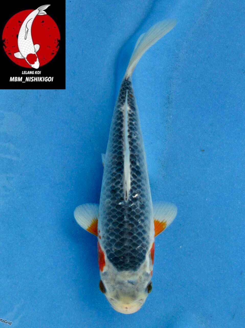 ASAGI READY SHOW SQ MALE 20cm