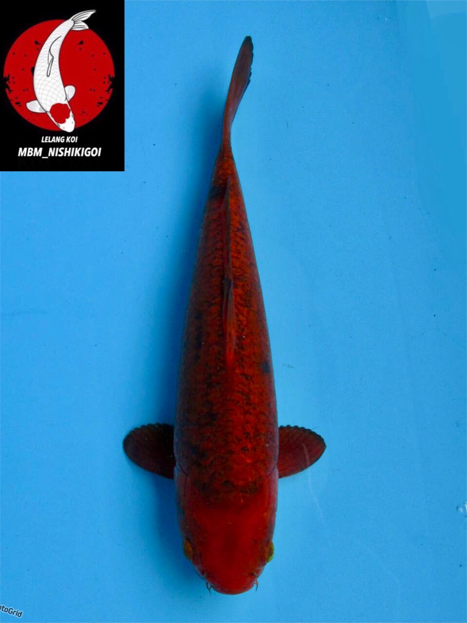 CARAMEL PEJINAK KOLAM MALE 33cm