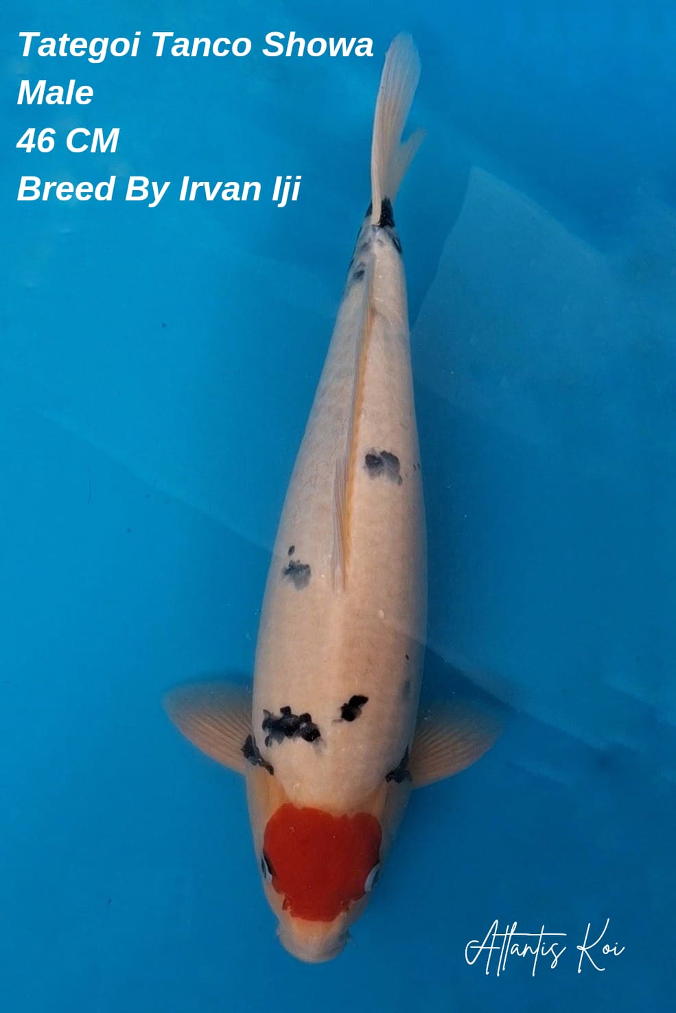 TATEGOI TANCHO SHOWA BREED BY IRVAN IJI MALE 46cm