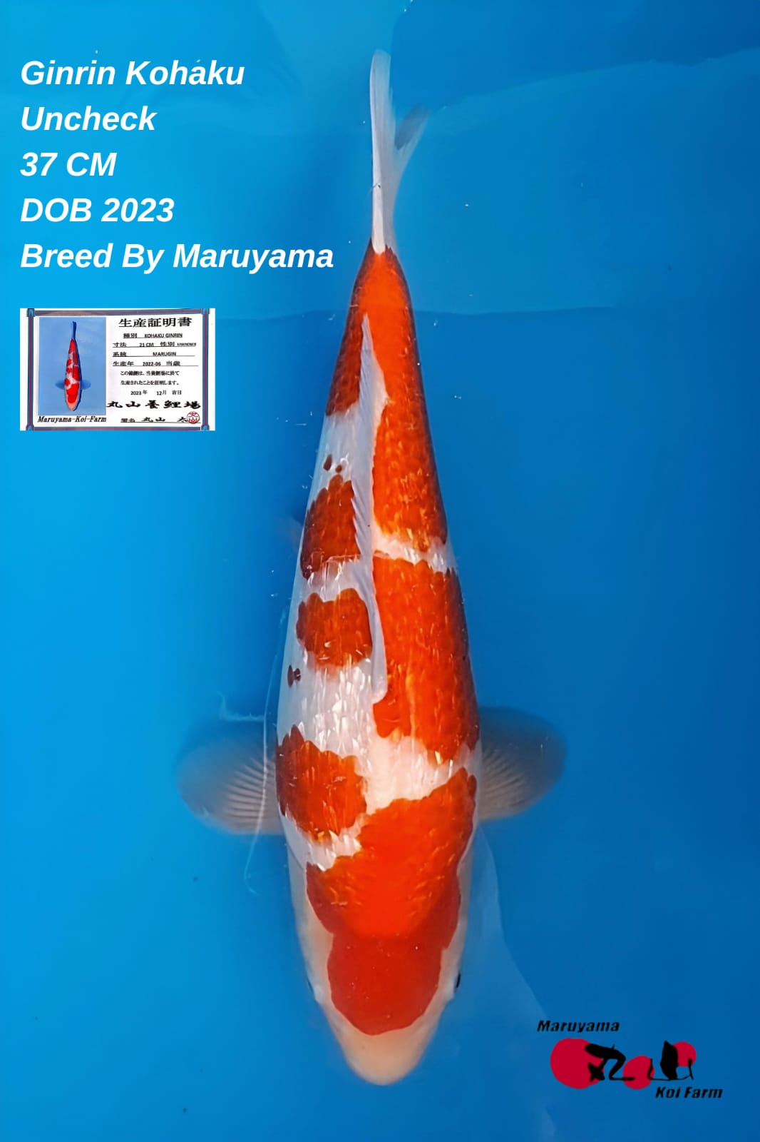 KINGINRIN KOHAKU MARUYAMA KOI FARM DOB 2023 UNKNOWN 36cm