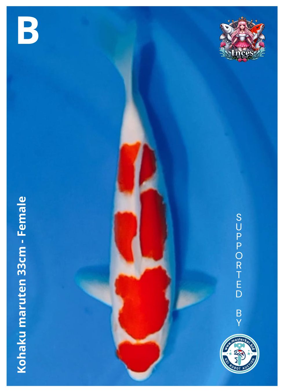 KOHAKU MARUTEN 33cm