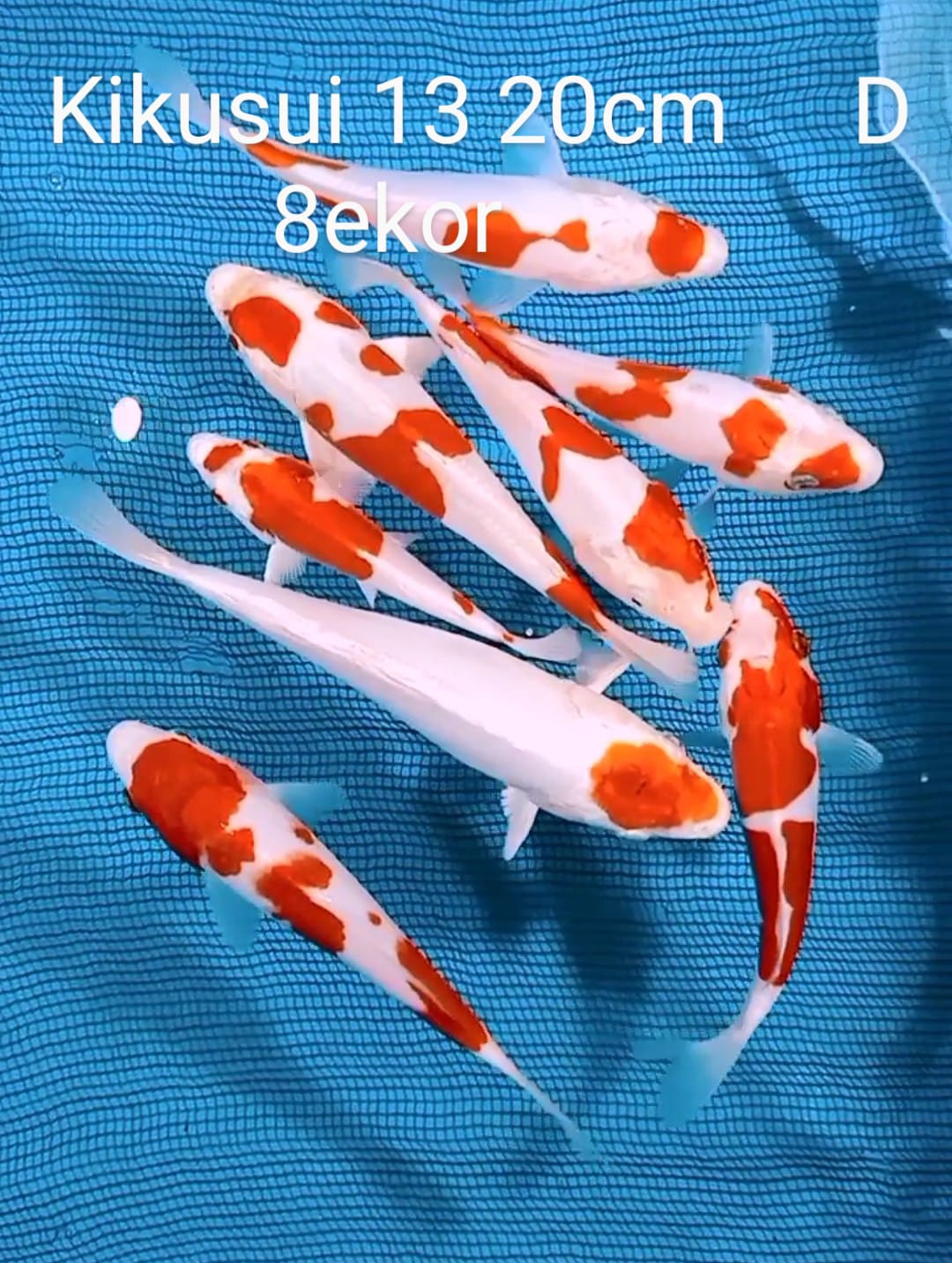 SHOWA SANKE DOIT SISEK 13 EKOR 19 37cm