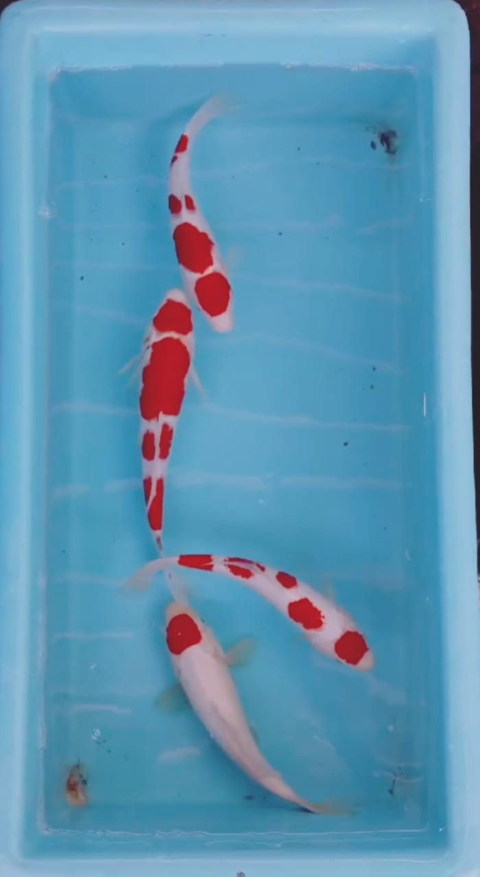 PKT MINION ALL SQ KOHAKU THANCO KOHAKU ORIGINAL OWNER MALANG 2428cm