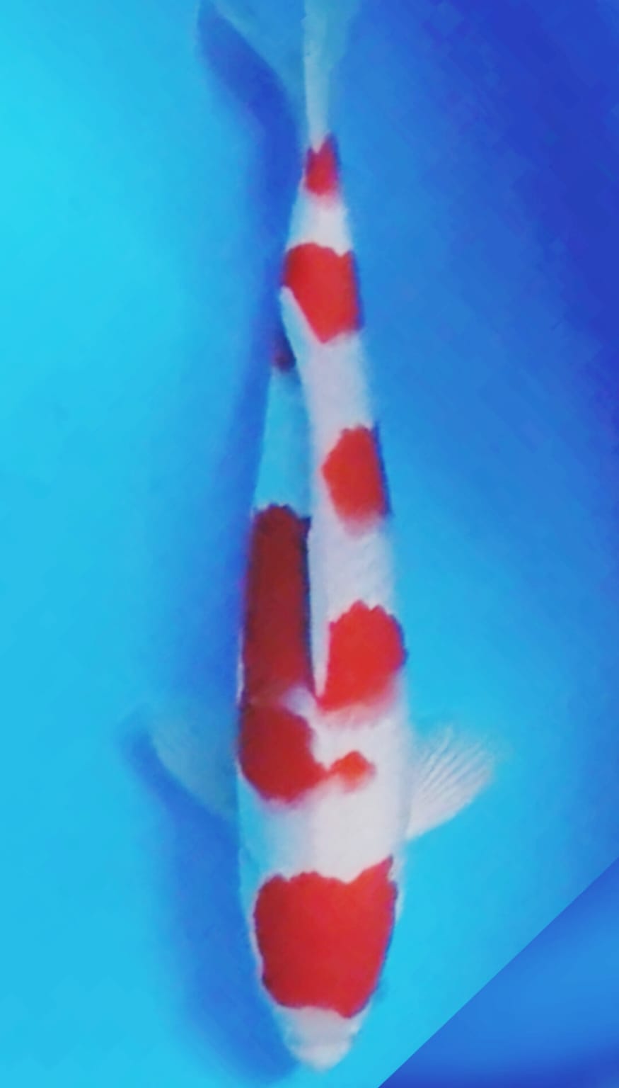 KOHAKU SQ MALE ORIGINAL ISTIMEWA OWNER BLITAR 42cm