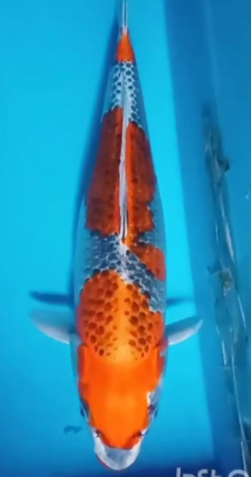 KUJAKU GINGA SQ ISTIMEWA OWNER BITAR 41cm