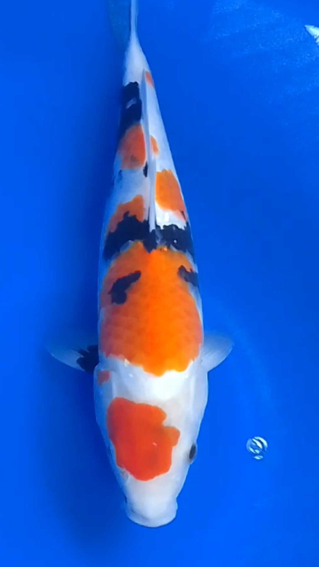 SHOWA ORIGINAL HIGH QUALITY OWNER BLITAR 32cm
