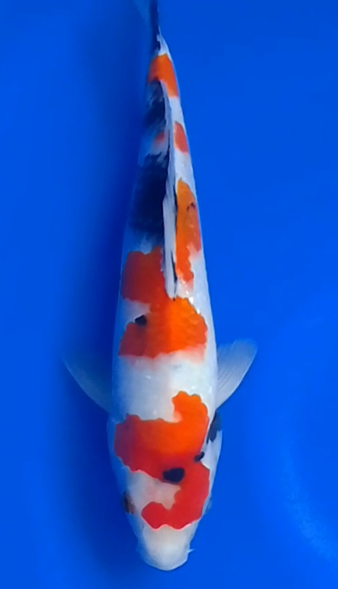 SHOWA JANTAN ORIGINAL HIGH QUALITY OWNER BLITAR 32cm