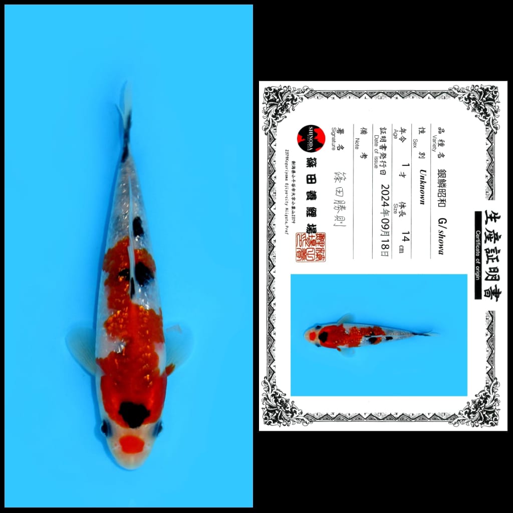SHOWA IMPORT SHINODA MALE 14cm