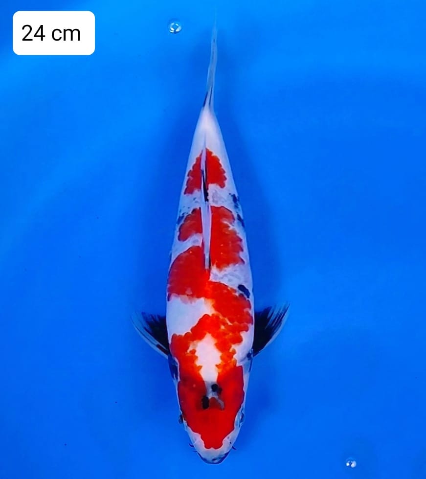 SHOWA 24cm