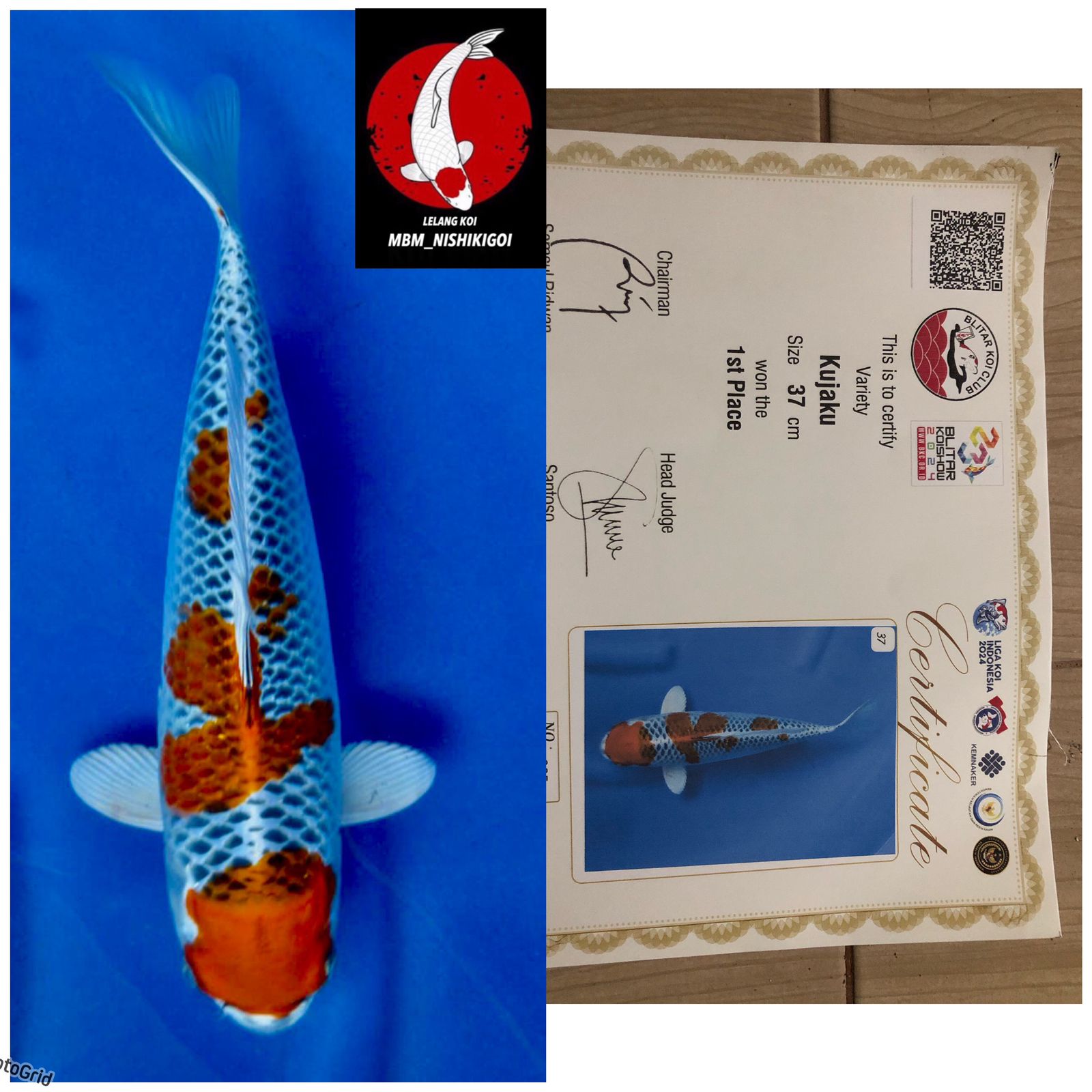 KUJAKU SERTIFIKATJUARA 1 KOI SHOW BLITAR FEMALE 37cm