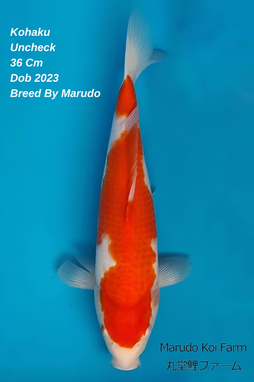 KOHAKU MARUDO KOI FARM UNKNOWN 36cm