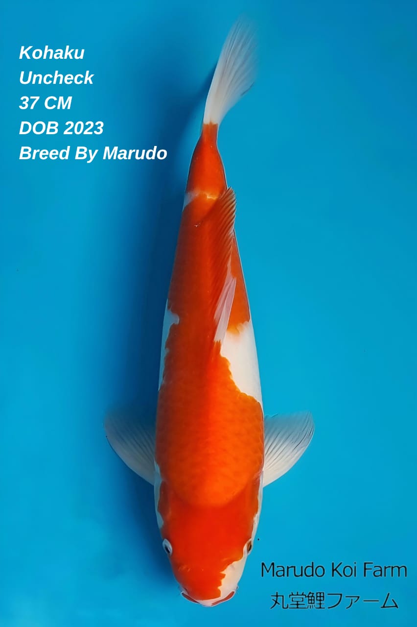KOHAKU MARUDO KOI FARM UNKNOWN 37cm