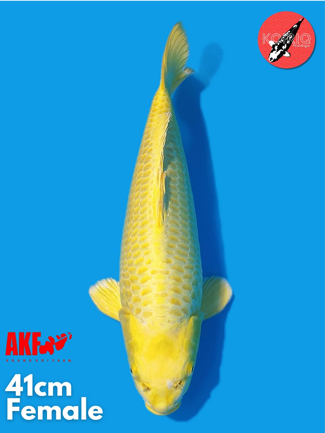 YAMABUKI OGON AKF FEMALE 41cm