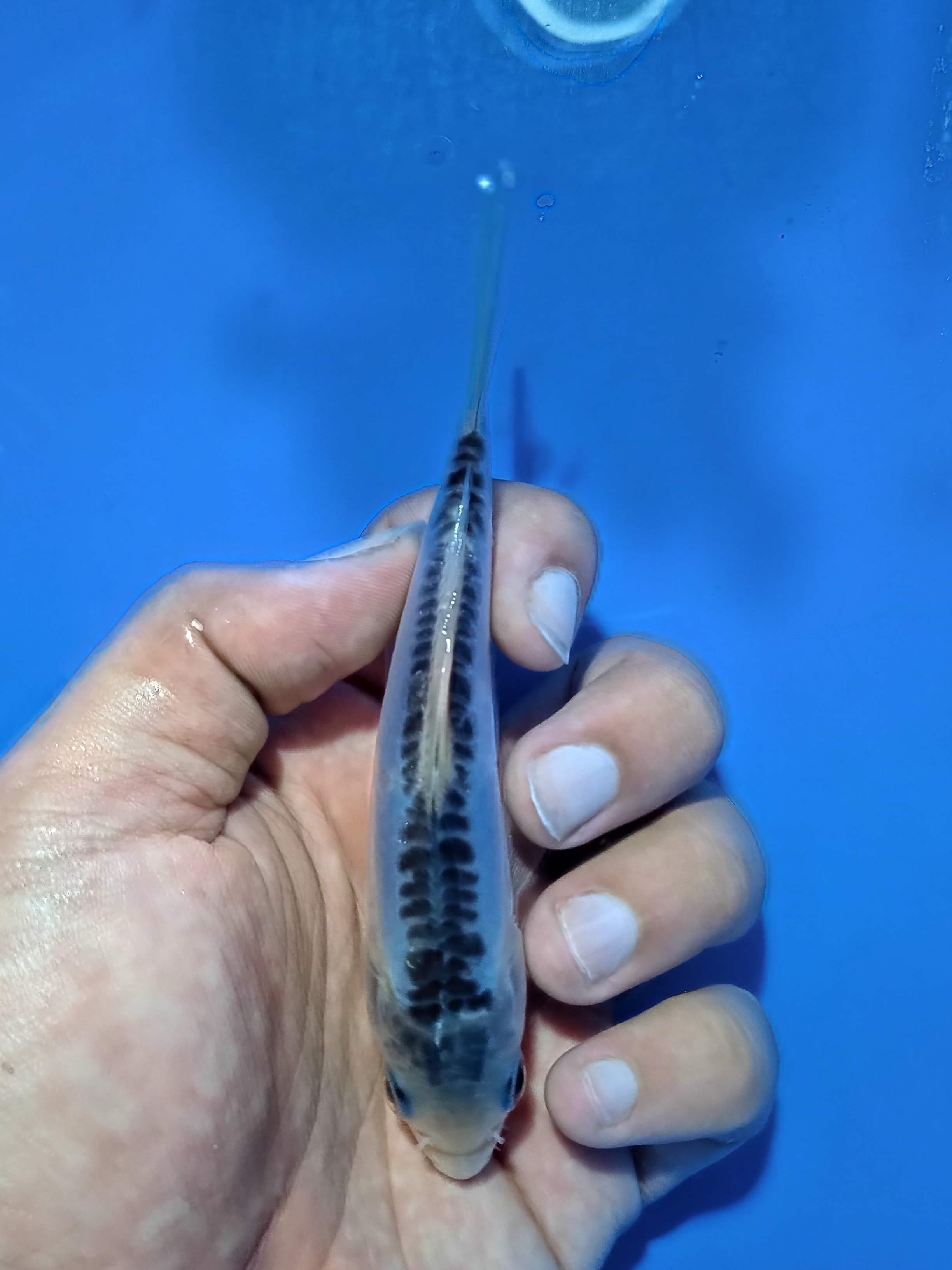 SHUSUI 11cm