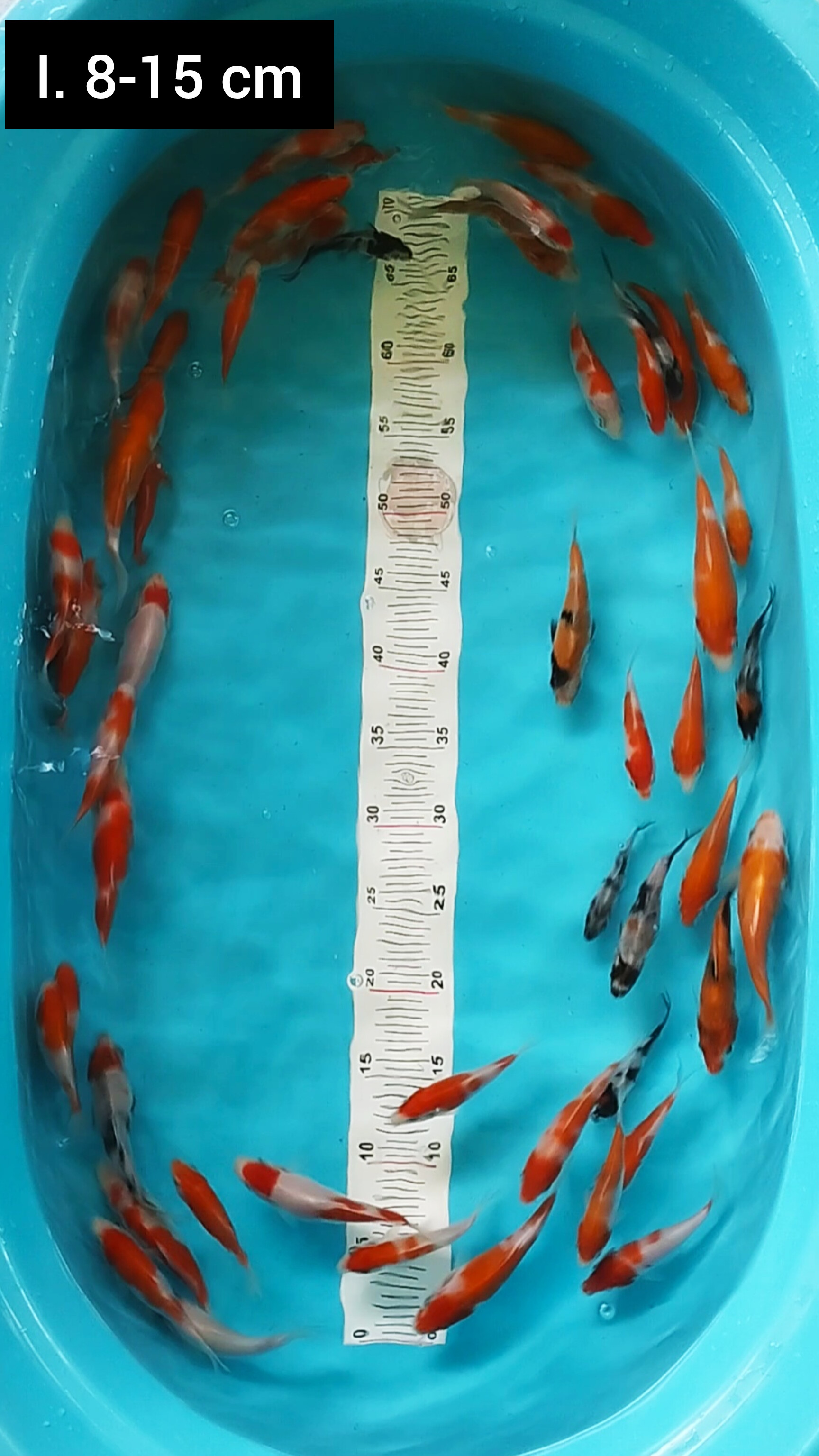 PAKET 50 EKOR MIX 815cm