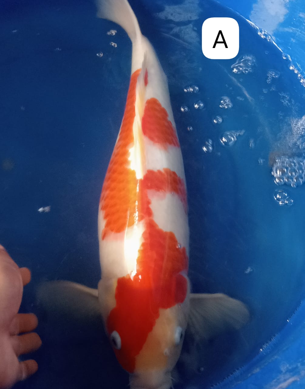 KOHAKU INAZUMA 48cm
