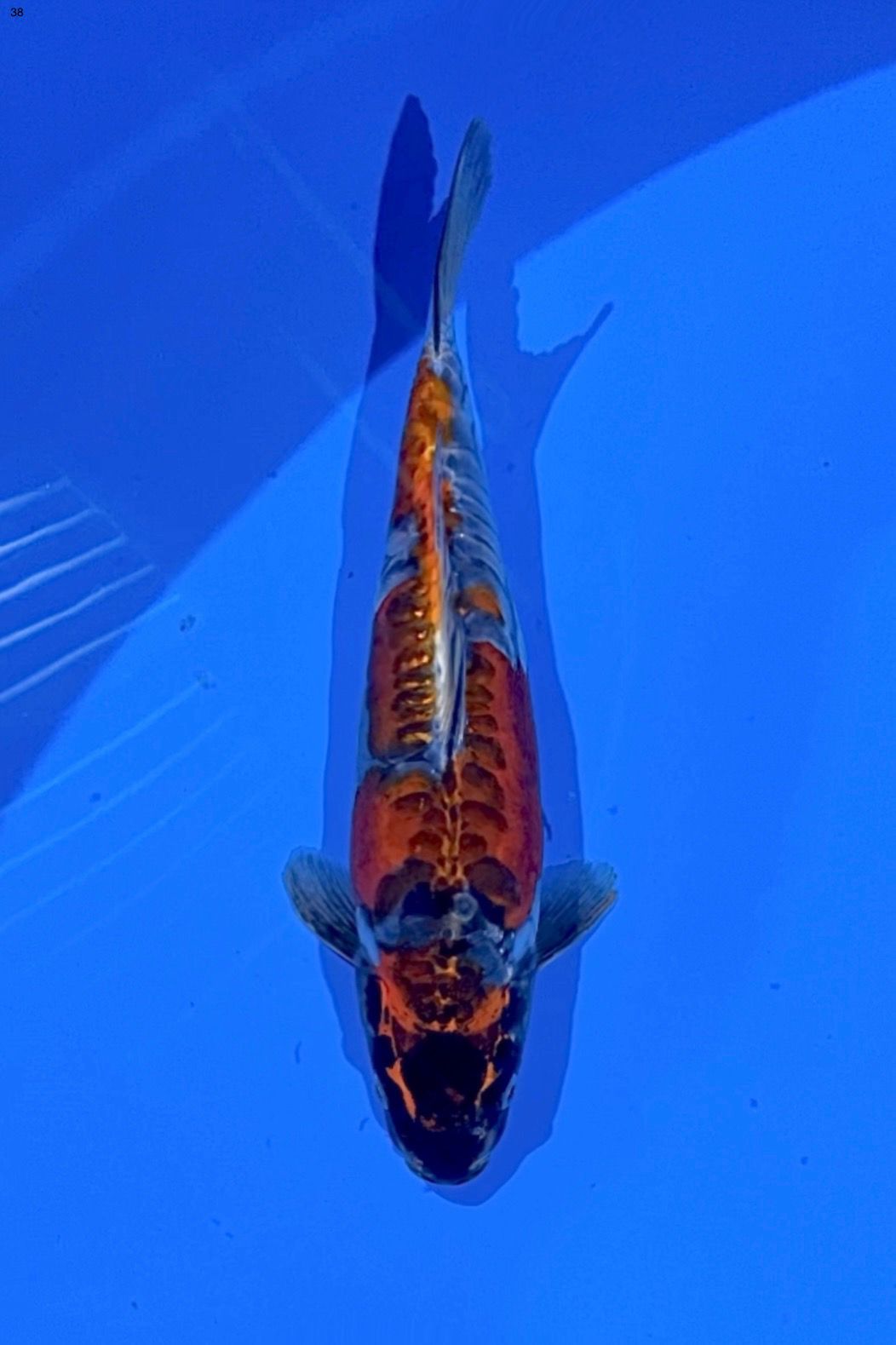 Lelang Koi Online, Jual Beli Ikan Koi, Pusat Jual Beli Koi, Info Lelang Koi Hari Ini, Platform Jual Beli Koi, Jual Beli Ikan Koi Online, Marketplace Ikan Koi, Jual Koi Terbaik, Tempat Beli Koi Berkualitas, Pasar Ikan Koi Online Terpercaya, Penjual Ikan Koi Terpercaya, Beli Koi Hias Online, Ikan Koi untuk Dijual, Koi Kualitas Terbaik, Toko Online Ikan Koi, Koi Hias Untuk Dijual, Jual Beli Ikan Koi Lokal, Koi Indonesia Online, Pusat Jual Beli Koi Terbesar
