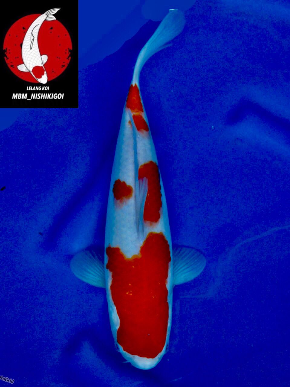 Lelang Koi Online, Jual Beli Ikan Koi, Pusat Jual Beli Koi, Info Lelang Koi Hari Ini, Platform Jual Beli Koi, Jual Beli Ikan Koi Online, Marketplace Ikan Koi, Jual Koi Terbaik, Tempat Beli Koi Berkualitas, Pasar Ikan Koi Online Terpercaya, Penjual Ikan Koi Terpercaya, Beli Koi Hias Online, Ikan Koi untuk Dijual, Koi Kualitas Terbaik, Toko Online Ikan Koi, Koi Hias Untuk Dijual, Jual Beli Ikan Koi Lokal, Koi Indonesia Online, Pusat Jual Beli Koi Terbesar