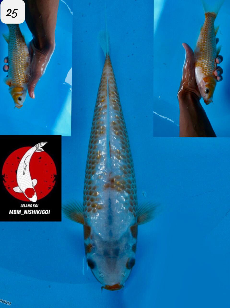 Lelang Koi Online, Jual Beli Ikan Koi, Pusat Jual Beli Koi, Info Lelang Koi Hari Ini, Platform Jual Beli Koi, Jual Beli Ikan Koi Online, Marketplace Ikan Koi, Jual Koi Terbaik, Tempat Beli Koi Berkualitas, Pasar Ikan Koi Online Terpercaya, Penjual Ikan Koi Terpercaya, Beli Koi Hias Online, Ikan Koi untuk Dijual, Koi Kualitas Terbaik, Toko Online Ikan Koi, Koi Hias Untuk Dijual, Jual Beli Ikan Koi Lokal, Koi Indonesia Online, Pusat Jual Beli Koi Terbesar
