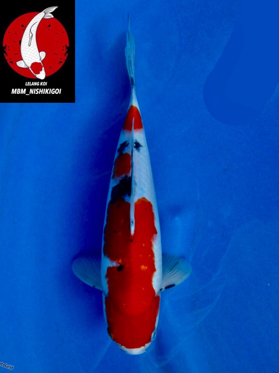 Lelang Koi Online, Jual Beli Ikan Koi, Pusat Jual Beli Koi, Info Lelang Koi Hari Ini, Platform Jual Beli Koi, Jual Beli Ikan Koi Online, Marketplace Ikan Koi, Jual Koi Terbaik, Tempat Beli Koi Berkualitas, Pasar Ikan Koi Online Terpercaya, Penjual Ikan Koi Terpercaya, Beli Koi Hias Online, Ikan Koi untuk Dijual, Koi Kualitas Terbaik, Toko Online Ikan Koi, Koi Hias Untuk Dijual, Jual Beli Ikan Koi Lokal, Koi Indonesia Online, Pusat Jual Beli Koi Terbesar