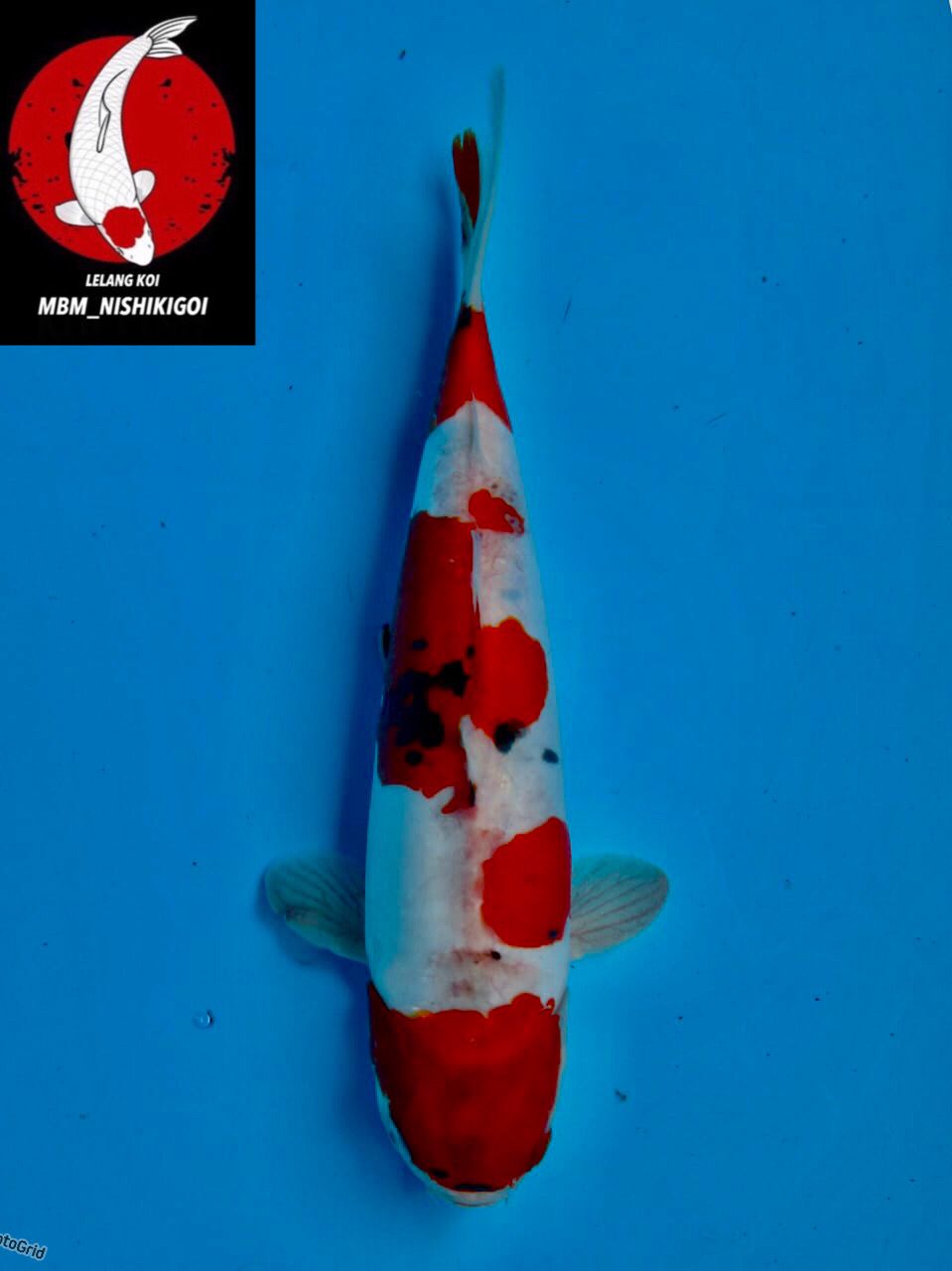 Lelang Koi Online, Jual Beli Ikan Koi, Pusat Jual Beli Koi, Info Lelang Koi Hari Ini, Platform Jual Beli Koi, Jual Beli Ikan Koi Online, Marketplace Ikan Koi, Jual Koi Terbaik, Tempat Beli Koi Berkualitas, Pasar Ikan Koi Online Terpercaya, Penjual Ikan Koi Terpercaya, Beli Koi Hias Online, Ikan Koi untuk Dijual, Koi Kualitas Terbaik, Toko Online Ikan Koi, Koi Hias Untuk Dijual, Jual Beli Ikan Koi Lokal, Koi Indonesia Online, Pusat Jual Beli Koi Terbesar