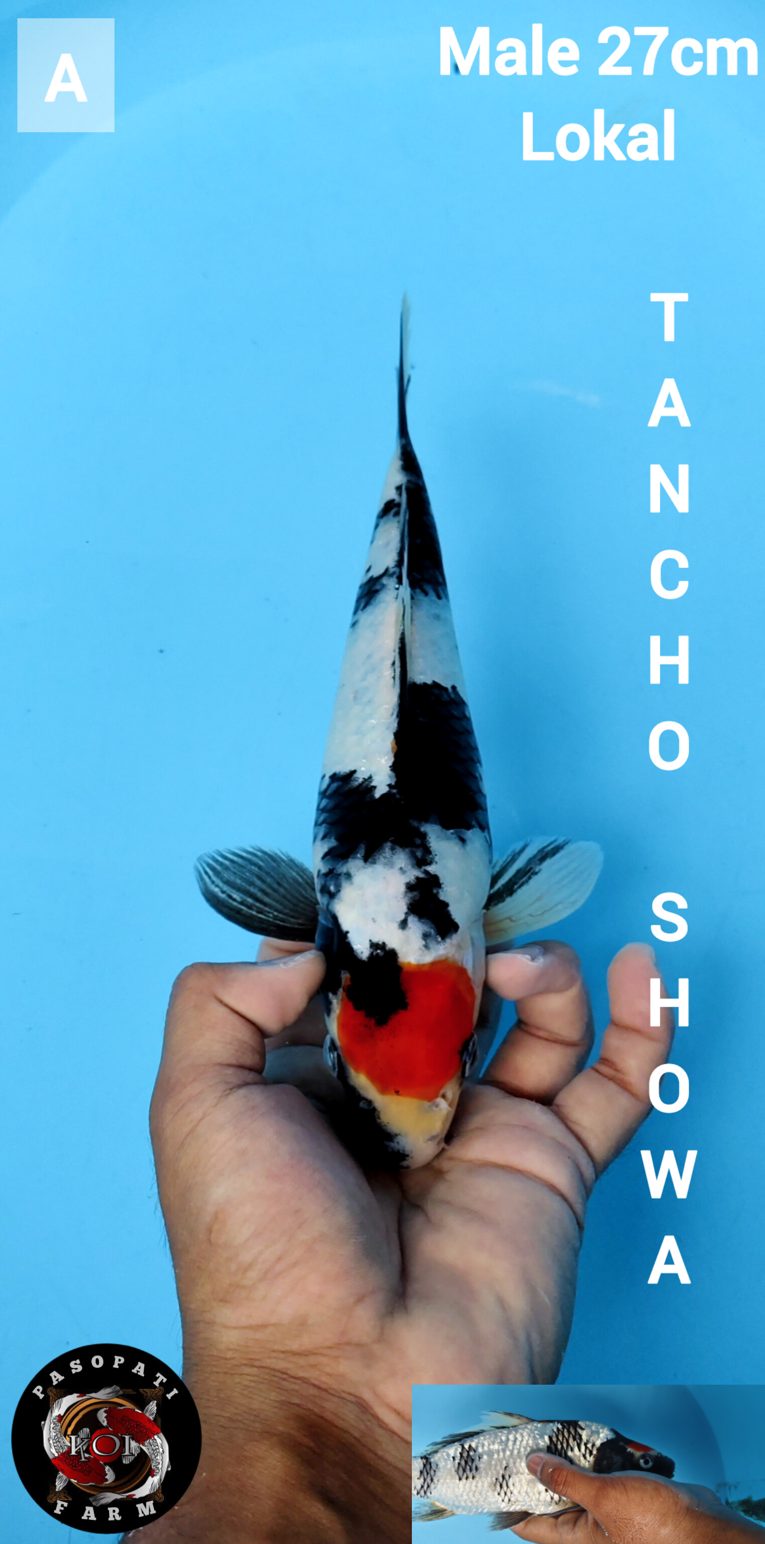 Lelang Koi Online, Jual Beli Ikan Koi, Pusat Jual Beli Koi, Info Lelang Koi Hari Ini, Platform Jual Beli Koi, Jual Beli Ikan Koi Online, Marketplace Ikan Koi, Jual Koi Terbaik, Tempat Beli Koi Berkualitas, Pasar Ikan Koi Online Terpercaya, Penjual Ikan Koi Terpercaya, Beli Koi Hias Online, Ikan Koi untuk Dijual, Koi Kualitas Terbaik, Toko Online Ikan Koi, Koi Hias Untuk Dijual, Jual Beli Ikan Koi Lokal, Koi Indonesia Online, Pusat Jual Beli Koi Terbesar