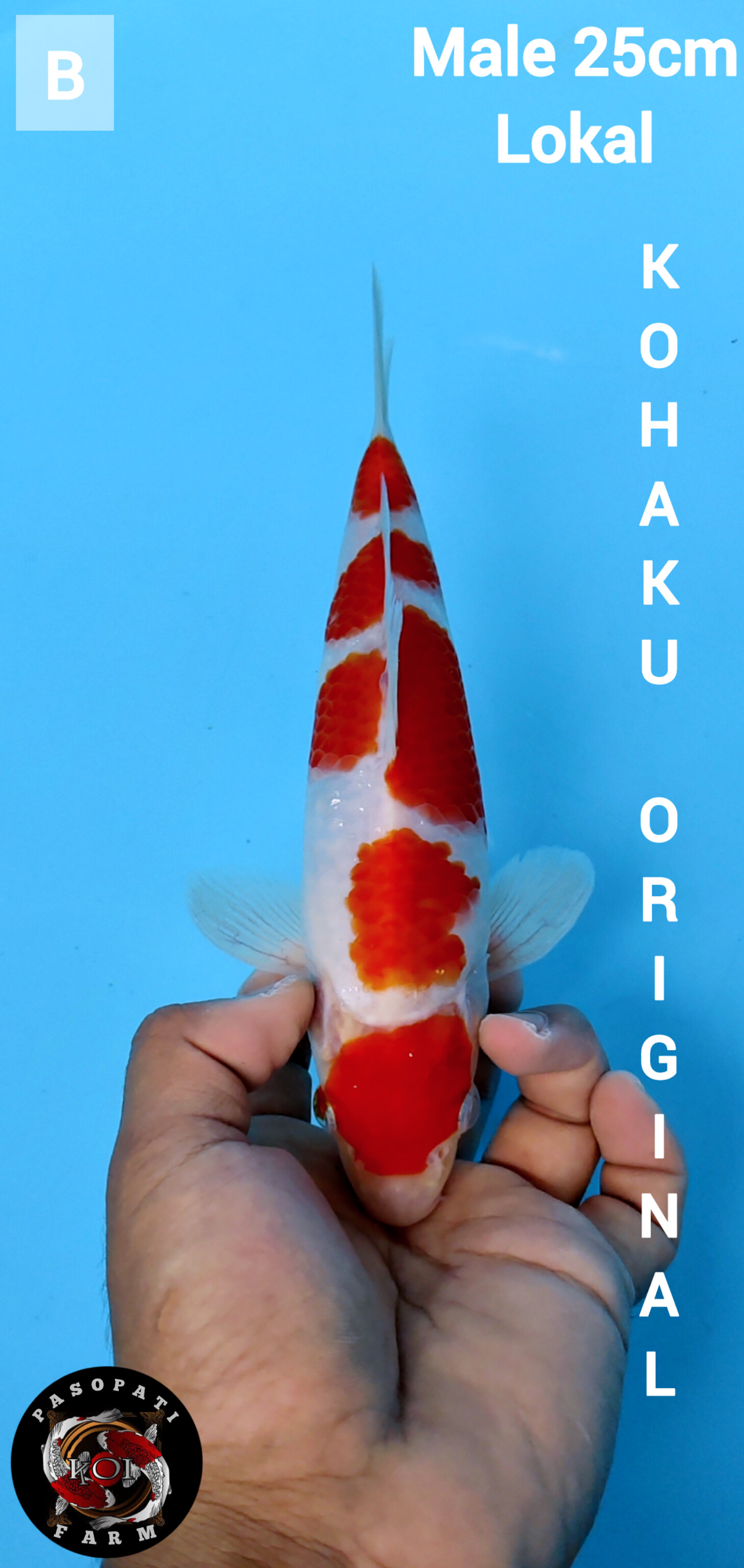 Lelang Koi Online, Jual Beli Ikan Koi, Pusat Jual Beli Koi, Info Lelang Koi Hari Ini, Platform Jual Beli Koi, Jual Beli Ikan Koi Online, Marketplace Ikan Koi, Jual Koi Terbaik, Tempat Beli Koi Berkualitas, Pasar Ikan Koi Online Terpercaya, Penjual Ikan Koi Terpercaya, Beli Koi Hias Online, Ikan Koi untuk Dijual, Koi Kualitas Terbaik, Toko Online Ikan Koi, Koi Hias Untuk Dijual, Jual Beli Ikan Koi Lokal, Koi Indonesia Online, Pusat Jual Beli Koi Terbesar