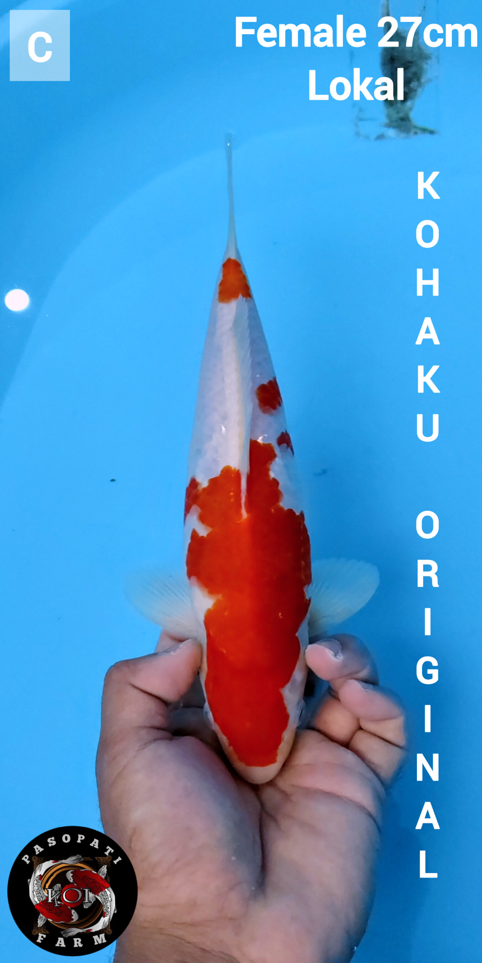 Lelang Koi Online, Jual Beli Ikan Koi, Pusat Jual Beli Koi, Info Lelang Koi Hari Ini, Platform Jual Beli Koi, Jual Beli Ikan Koi Online, Marketplace Ikan Koi, Jual Koi Terbaik, Tempat Beli Koi Berkualitas, Pasar Ikan Koi Online Terpercaya, Penjual Ikan Koi Terpercaya, Beli Koi Hias Online, Ikan Koi untuk Dijual, Koi Kualitas Terbaik, Toko Online Ikan Koi, Koi Hias Untuk Dijual, Jual Beli Ikan Koi Lokal, Koi Indonesia Online, Pusat Jual Beli Koi Terbesar