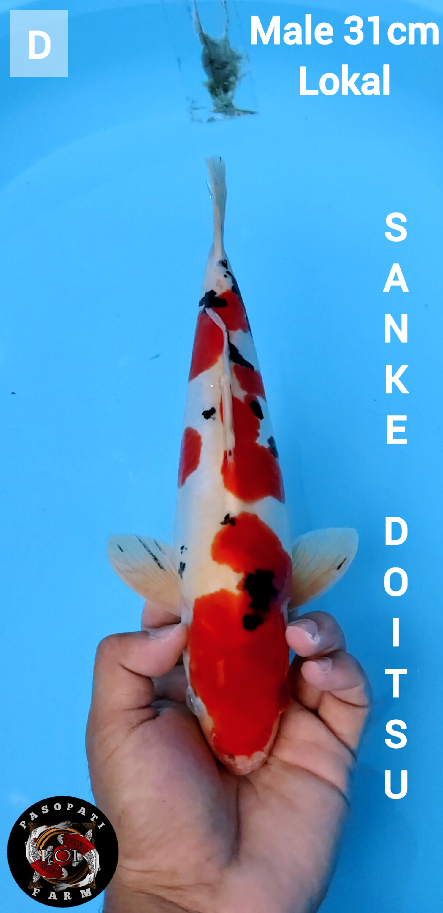 Lelang Koi Online, Jual Beli Ikan Koi, Pusat Jual Beli Koi, Info Lelang Koi Hari Ini, Platform Jual Beli Koi, Jual Beli Ikan Koi Online, Marketplace Ikan Koi, Jual Koi Terbaik, Tempat Beli Koi Berkualitas, Pasar Ikan Koi Online Terpercaya, Penjual Ikan Koi Terpercaya, Beli Koi Hias Online, Ikan Koi untuk Dijual, Koi Kualitas Terbaik, Toko Online Ikan Koi, Koi Hias Untuk Dijual, Jual Beli Ikan Koi Lokal, Koi Indonesia Online, Pusat Jual Beli Koi Terbesar