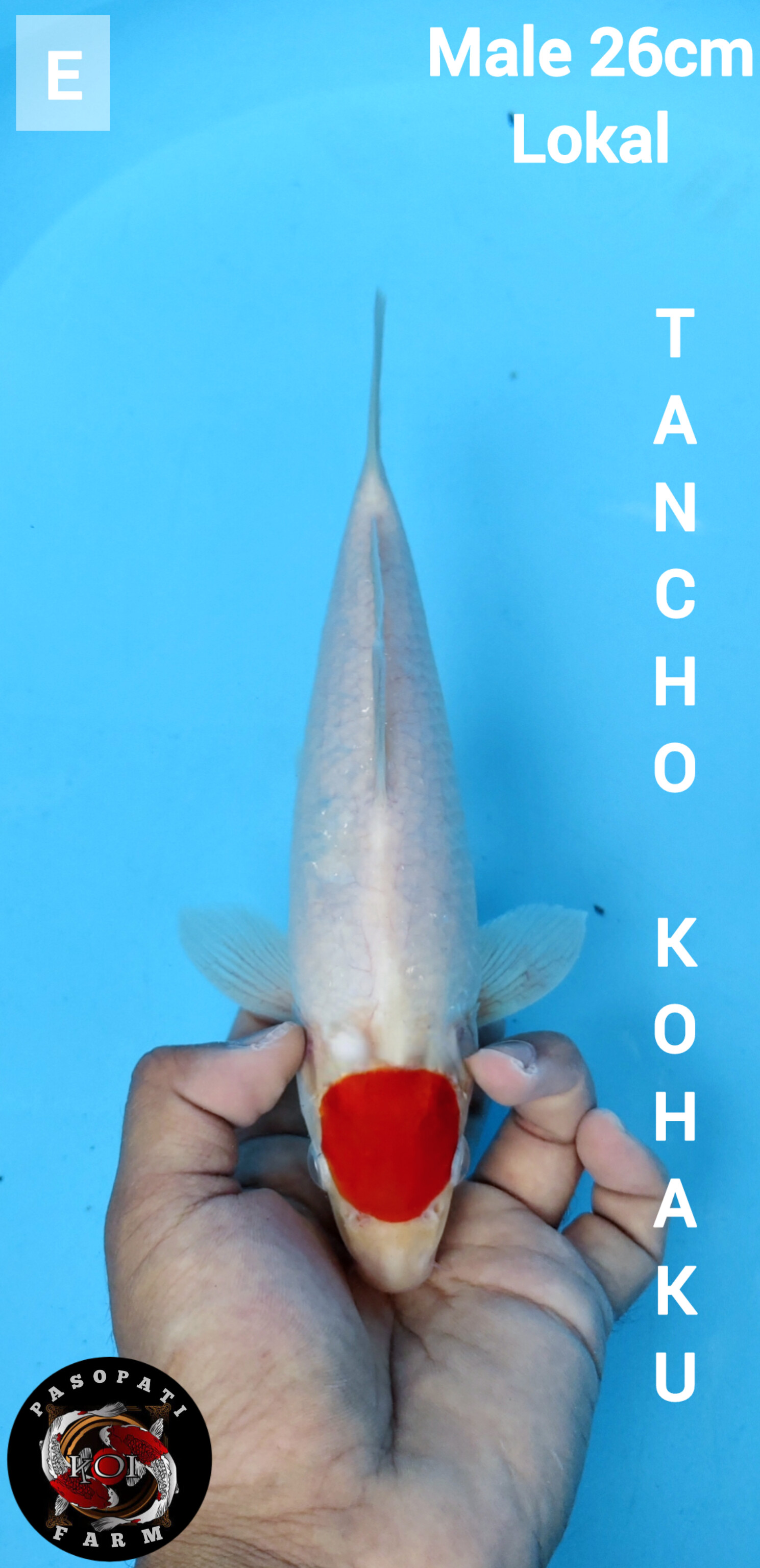 Lelang Koi Online, Jual Beli Ikan Koi, Pusat Jual Beli Koi, Info Lelang Koi Hari Ini, Platform Jual Beli Koi, Jual Beli Ikan Koi Online, Marketplace Ikan Koi, Jual Koi Terbaik, Tempat Beli Koi Berkualitas, Pasar Ikan Koi Online Terpercaya, Penjual Ikan Koi Terpercaya, Beli Koi Hias Online, Ikan Koi untuk Dijual, Koi Kualitas Terbaik, Toko Online Ikan Koi, Koi Hias Untuk Dijual, Jual Beli Ikan Koi Lokal, Koi Indonesia Online, Pusat Jual Beli Koi Terbesar