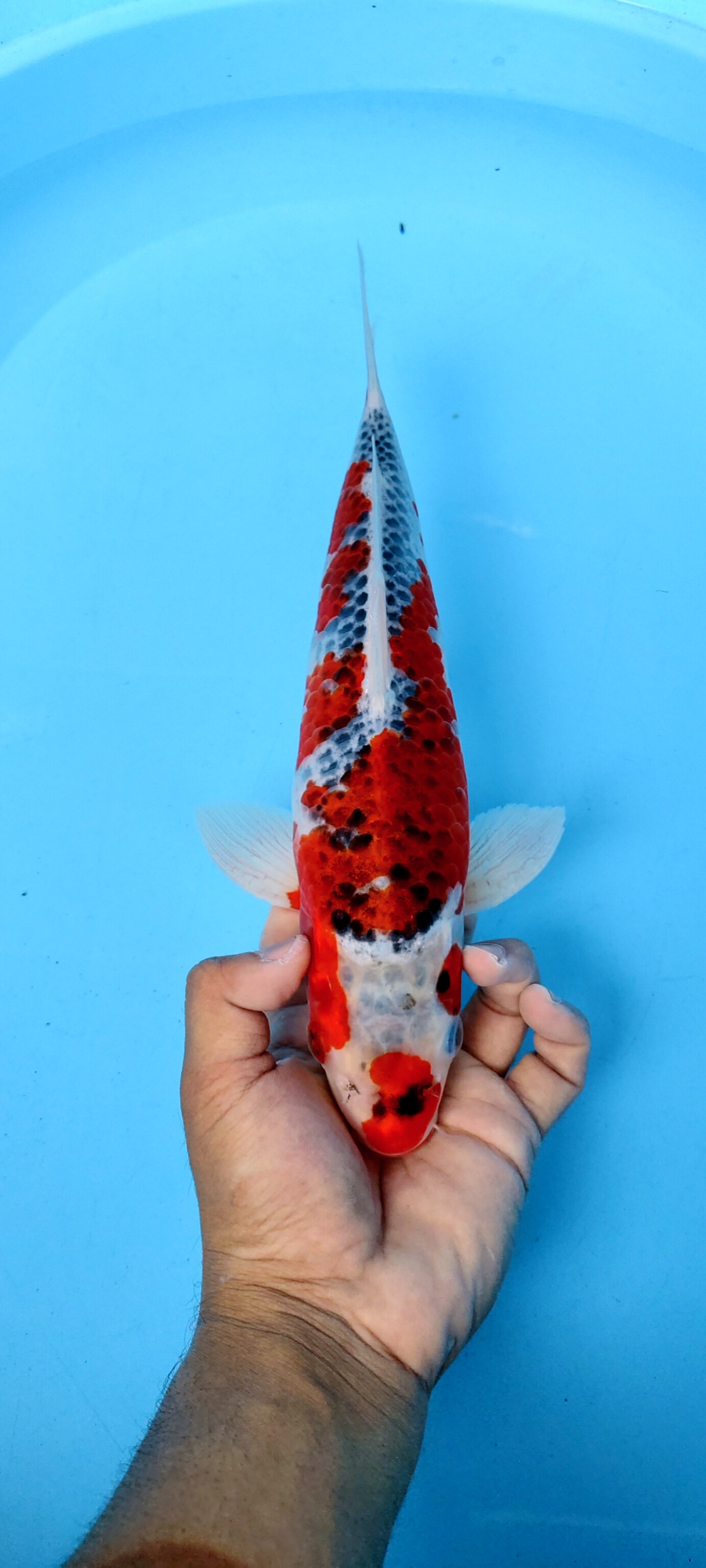 Lelang Koi Online, Jual Beli Ikan Koi, Pusat Jual Beli Koi, Info Lelang Koi Hari Ini, Platform Jual Beli Koi, Jual Beli Ikan Koi Online, Marketplace Ikan Koi, Jual Koi Terbaik, Tempat Beli Koi Berkualitas, Pasar Ikan Koi Online Terpercaya, Penjual Ikan Koi Terpercaya, Beli Koi Hias Online, Ikan Koi untuk Dijual, Koi Kualitas Terbaik, Toko Online Ikan Koi, Koi Hias Untuk Dijual, Jual Beli Ikan Koi Lokal, Koi Indonesia Online, Pusat Jual Beli Koi Terbesar