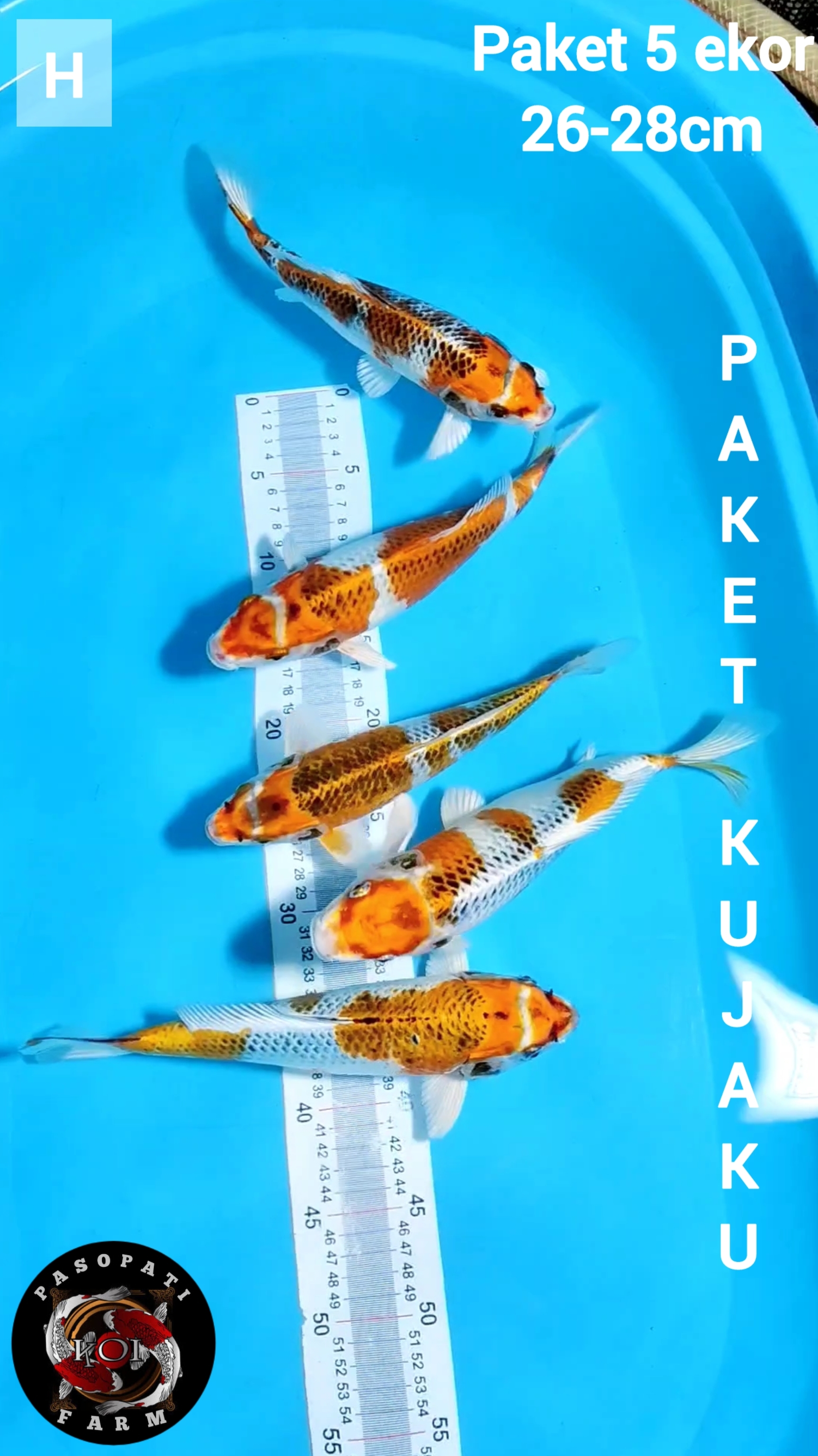 Lelang Koi Online, Jual Beli Ikan Koi, Pusat Jual Beli Koi, Info Lelang Koi Hari Ini, Platform Jual Beli Koi, Jual Beli Ikan Koi Online, Marketplace Ikan Koi, Jual Koi Terbaik, Tempat Beli Koi Berkualitas, Pasar Ikan Koi Online Terpercaya, Penjual Ikan Koi Terpercaya, Beli Koi Hias Online, Ikan Koi untuk Dijual, Koi Kualitas Terbaik, Toko Online Ikan Koi, Koi Hias Untuk Dijual, Jual Beli Ikan Koi Lokal, Koi Indonesia Online, Pusat Jual Beli Koi Terbesar