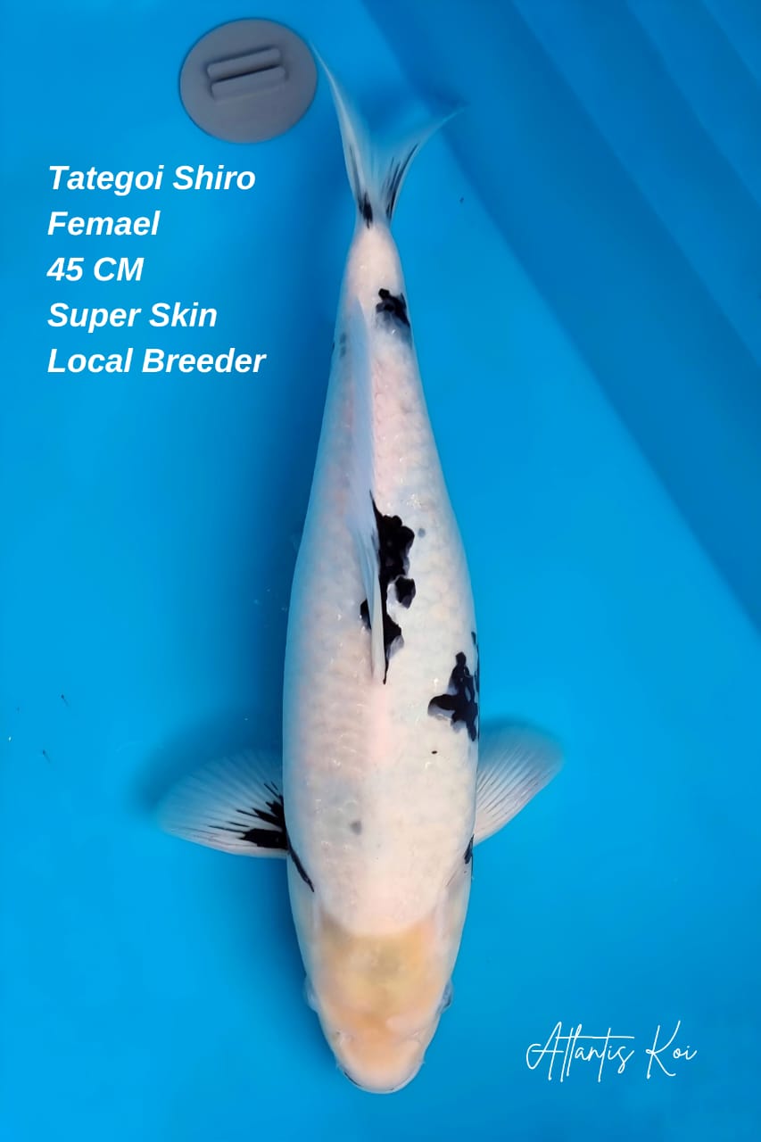 TATEGOI SHIRO UTSURI LOCAL BREEDER FEMALE 45cm