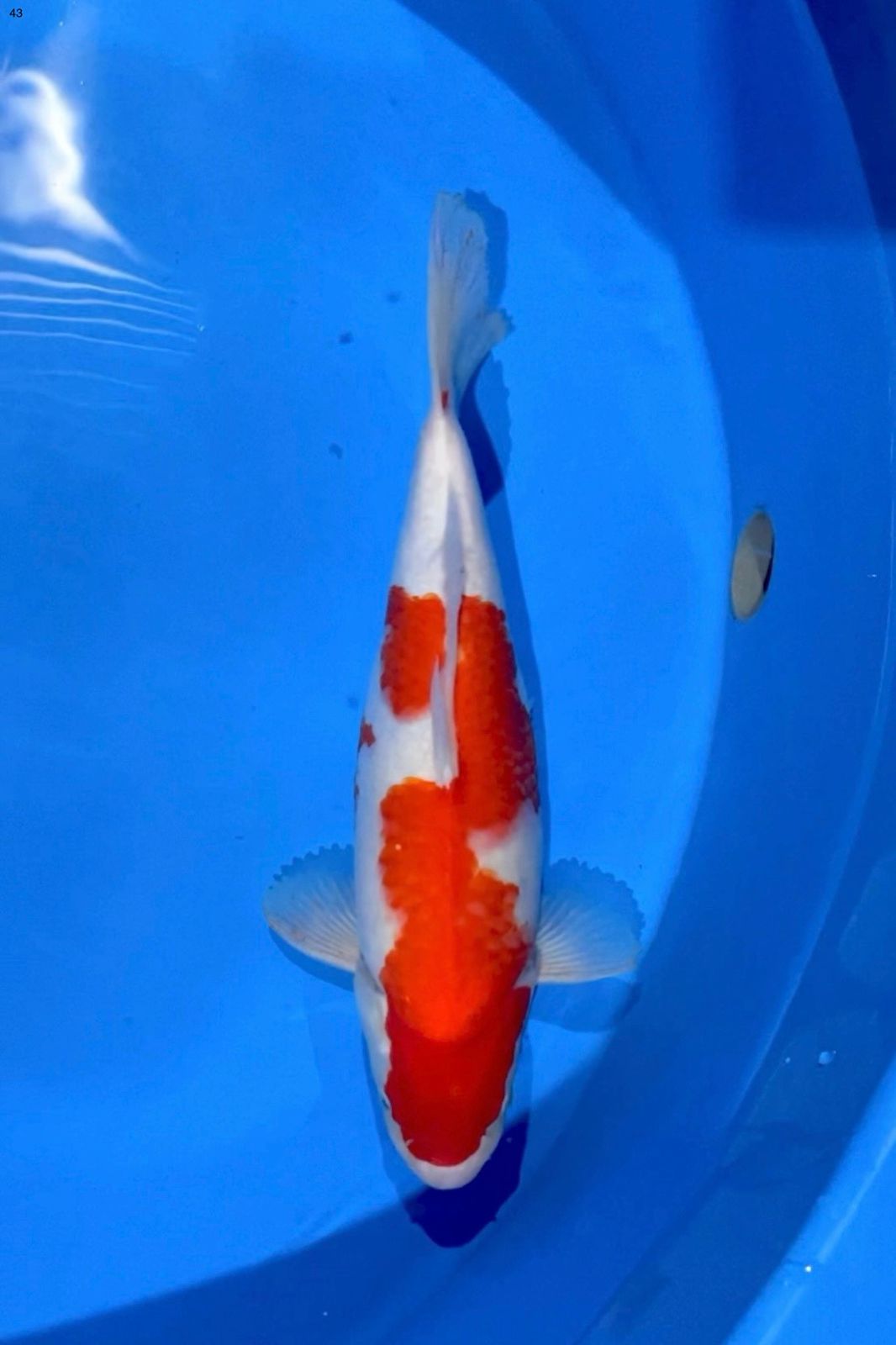 KOHAKU SUPERBULKY 43cm